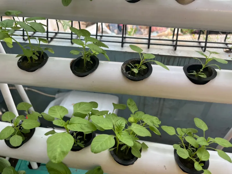Lahan Urban Farming SMKN 43 Jakarta - Gambar 8