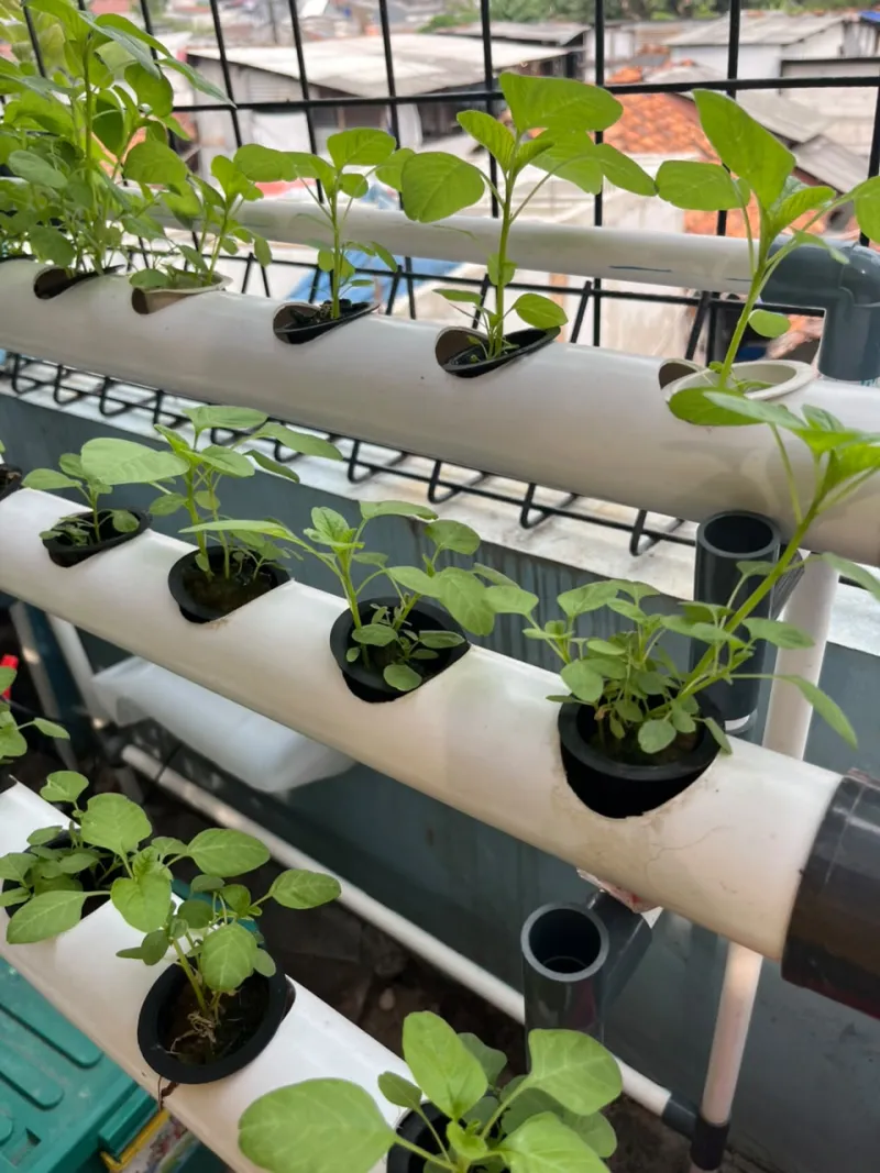 Lahan Urban Farming SMKN 43 Jakarta - Gambar 10