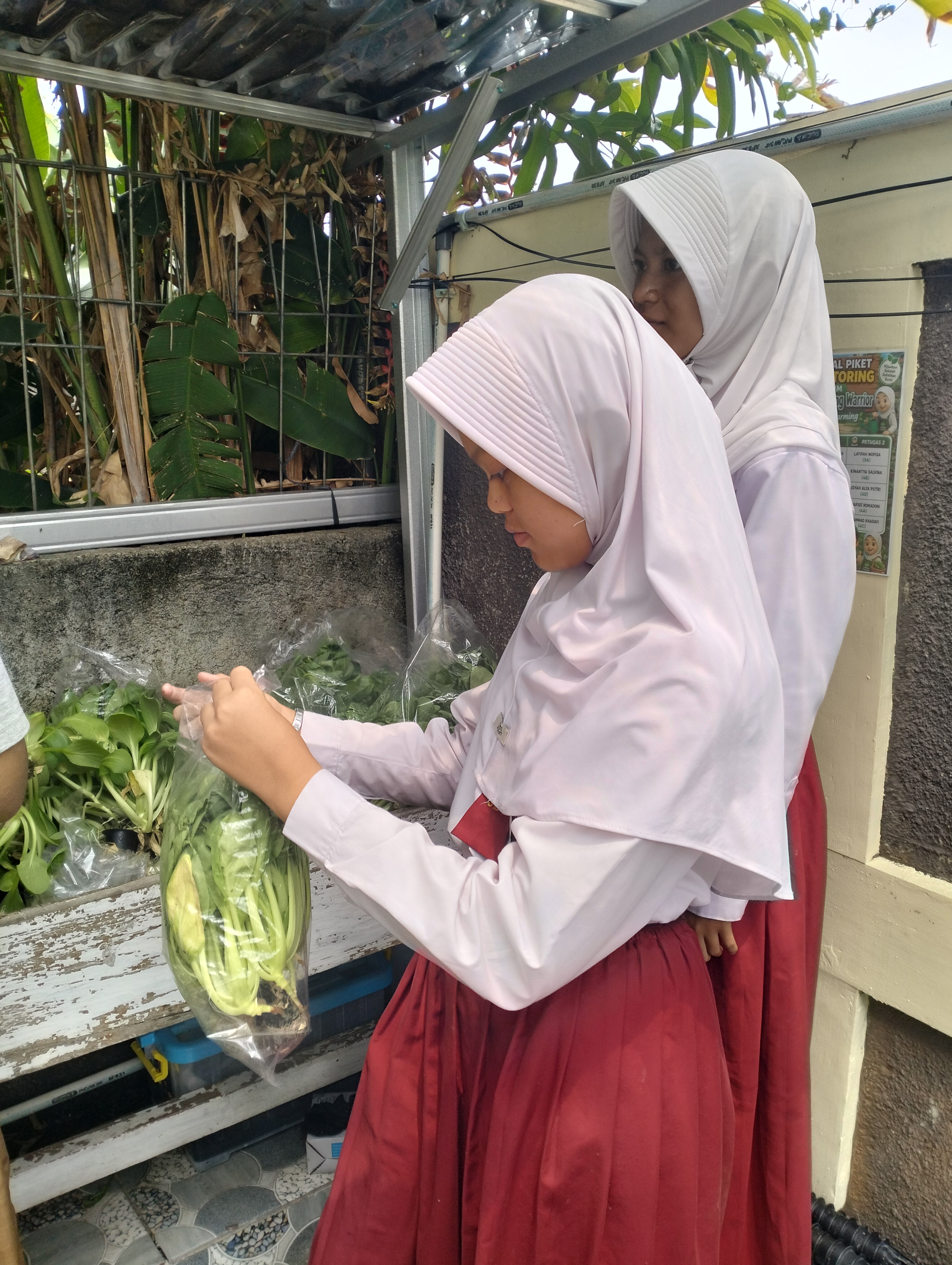 Lahan Urban Farming SDN Lenteng Agung 07 Jakarta - Gambar 2