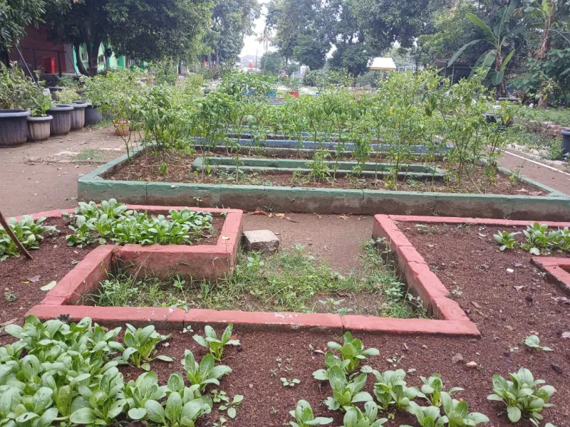 Lahan Urban Farming SMAN 109 Jakarta - Gambar 4