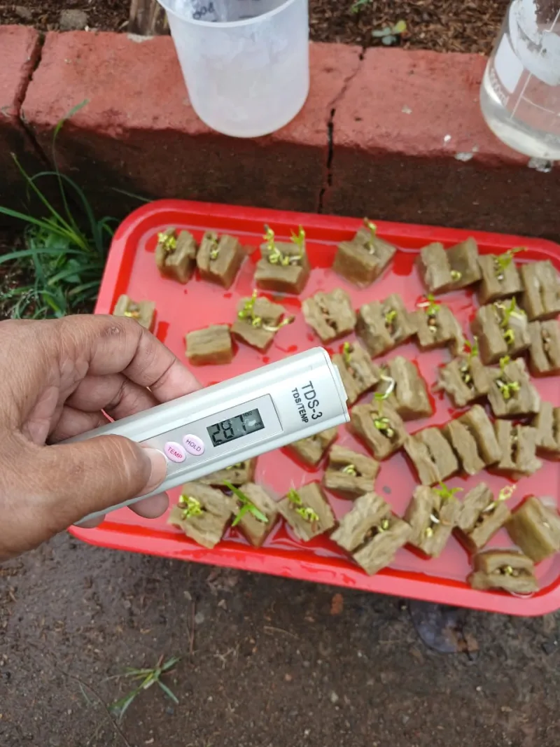 Lahan Urban Farming SMAN 109 Jakarta - Gambar 3