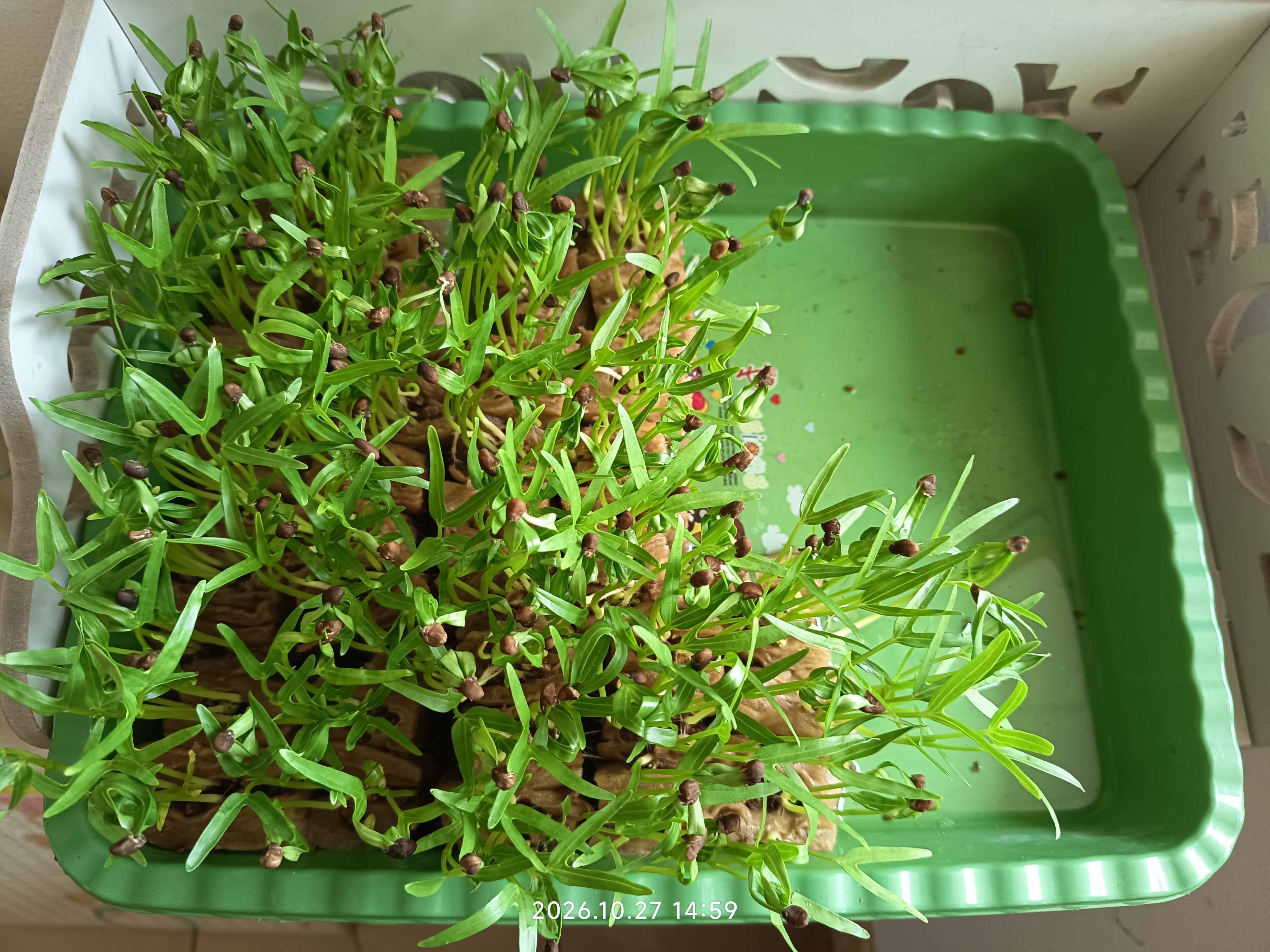 Lahan Urban Farming SLB A Pembina Tingkat Nasional - Gambar 6