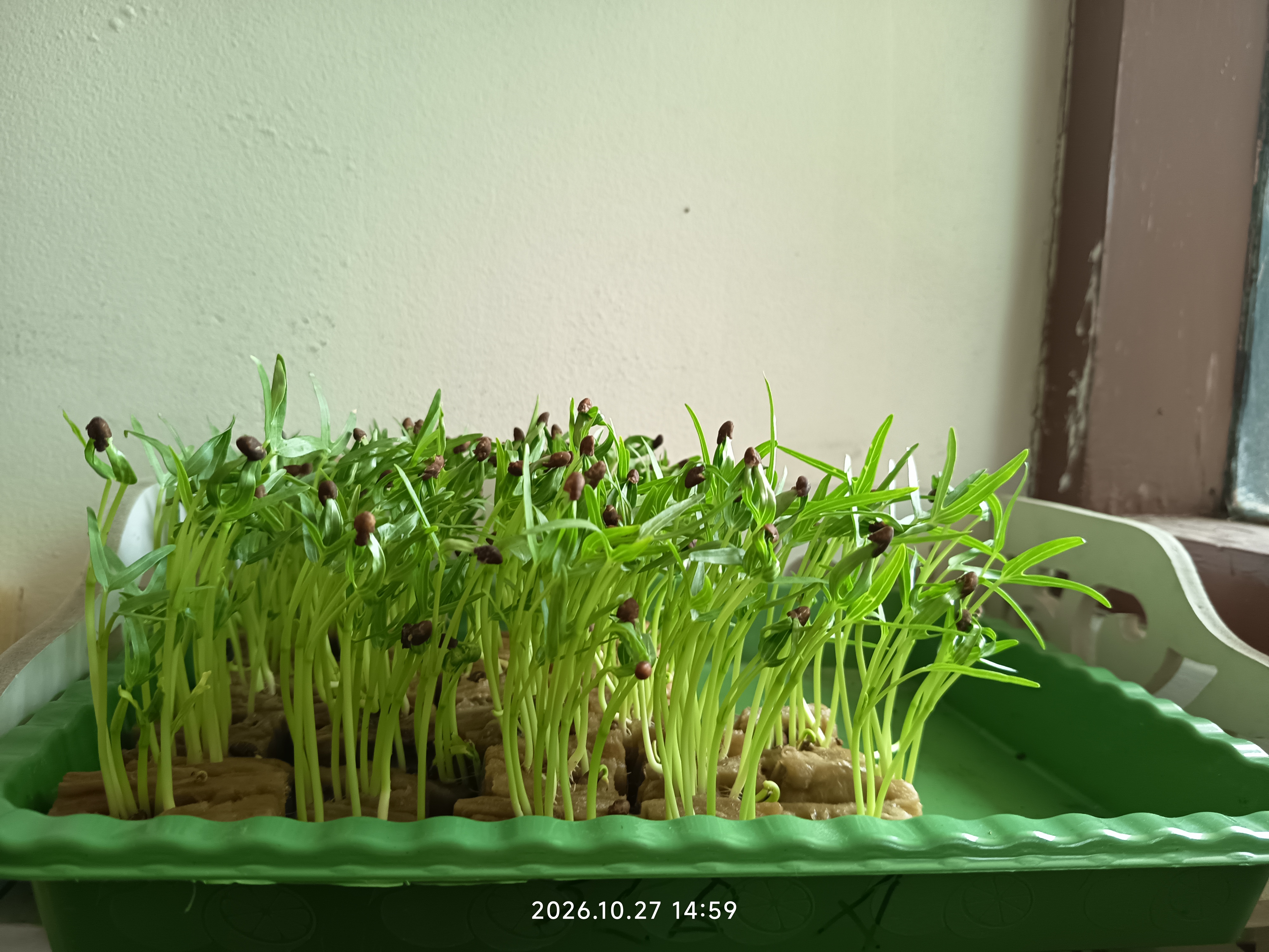 Lahan Urban Farming SLB A Pembina Tingkat Nasional - Gambar 5