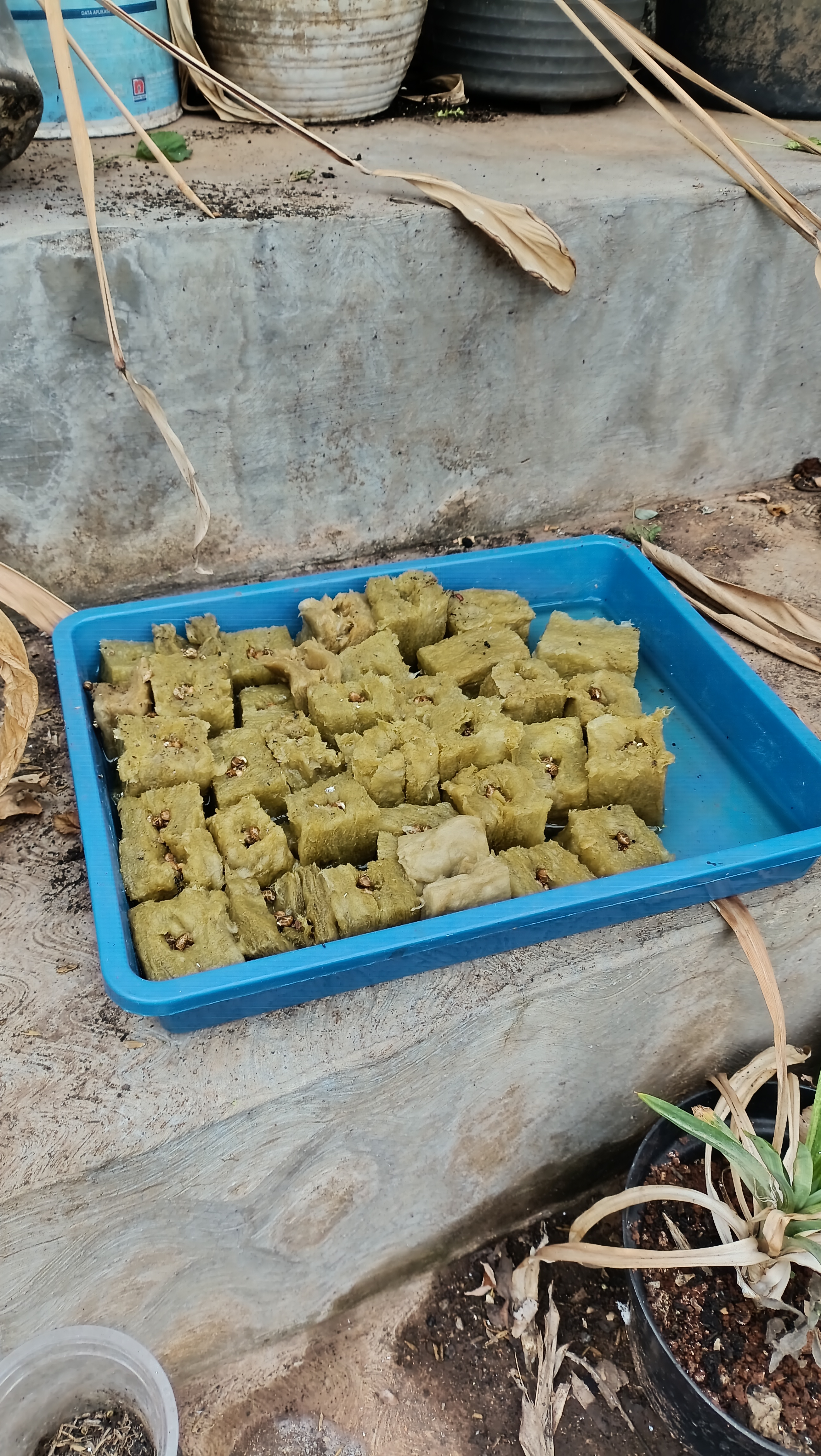 Lahan Urban Farming SMAN 63 Jakarta - Gambar 2