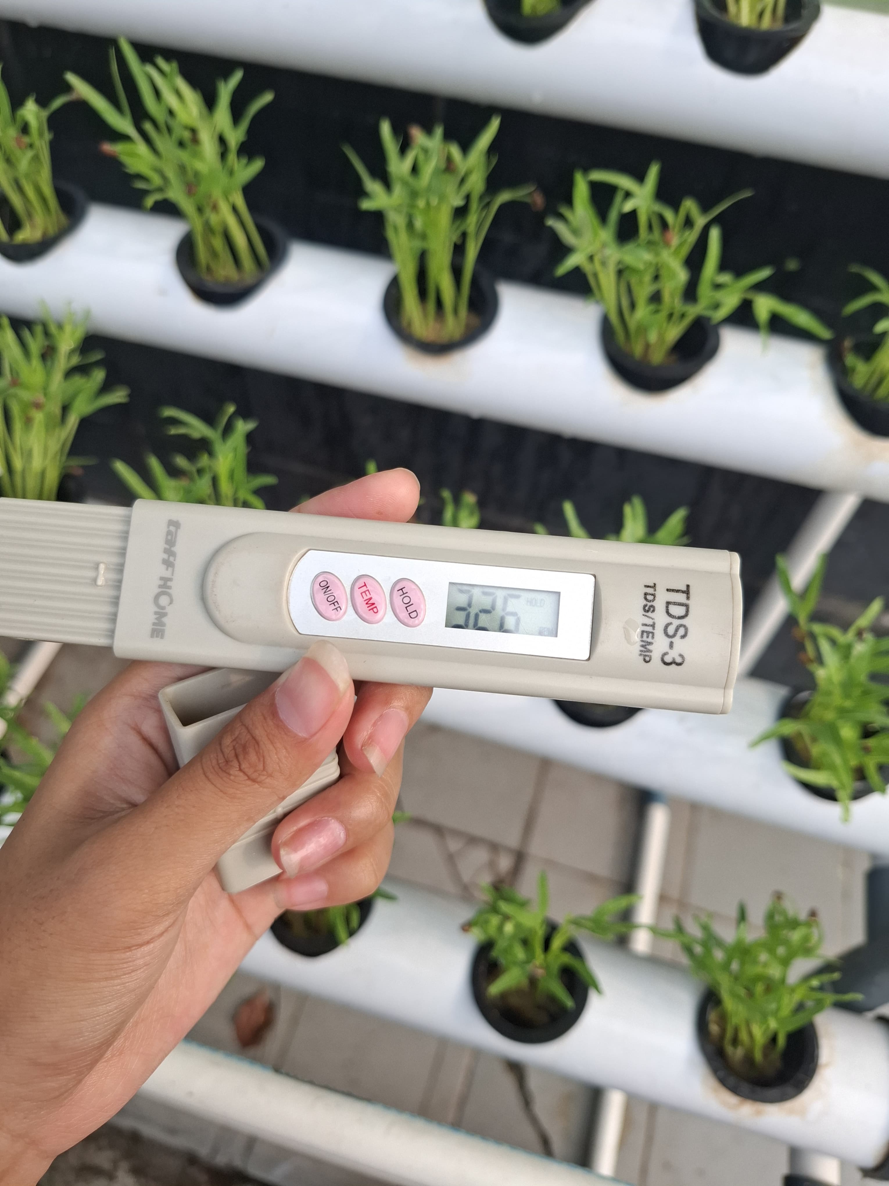 Lahan Urban Farming SMKN 20 Jakarta - Gambar 3