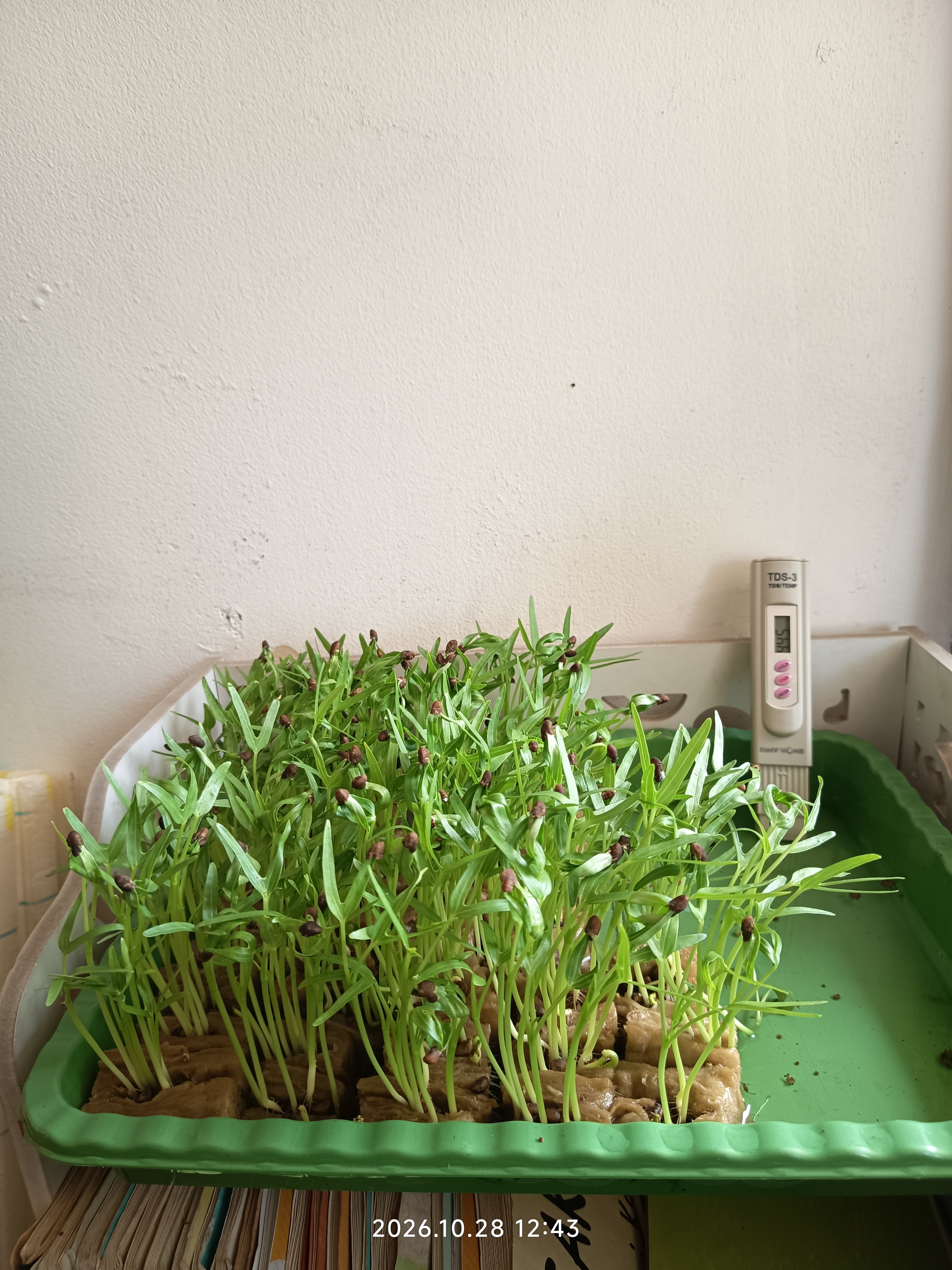 Lahan Urban Farming SLB A Pembina Tingkat Nasional - Gambar 3