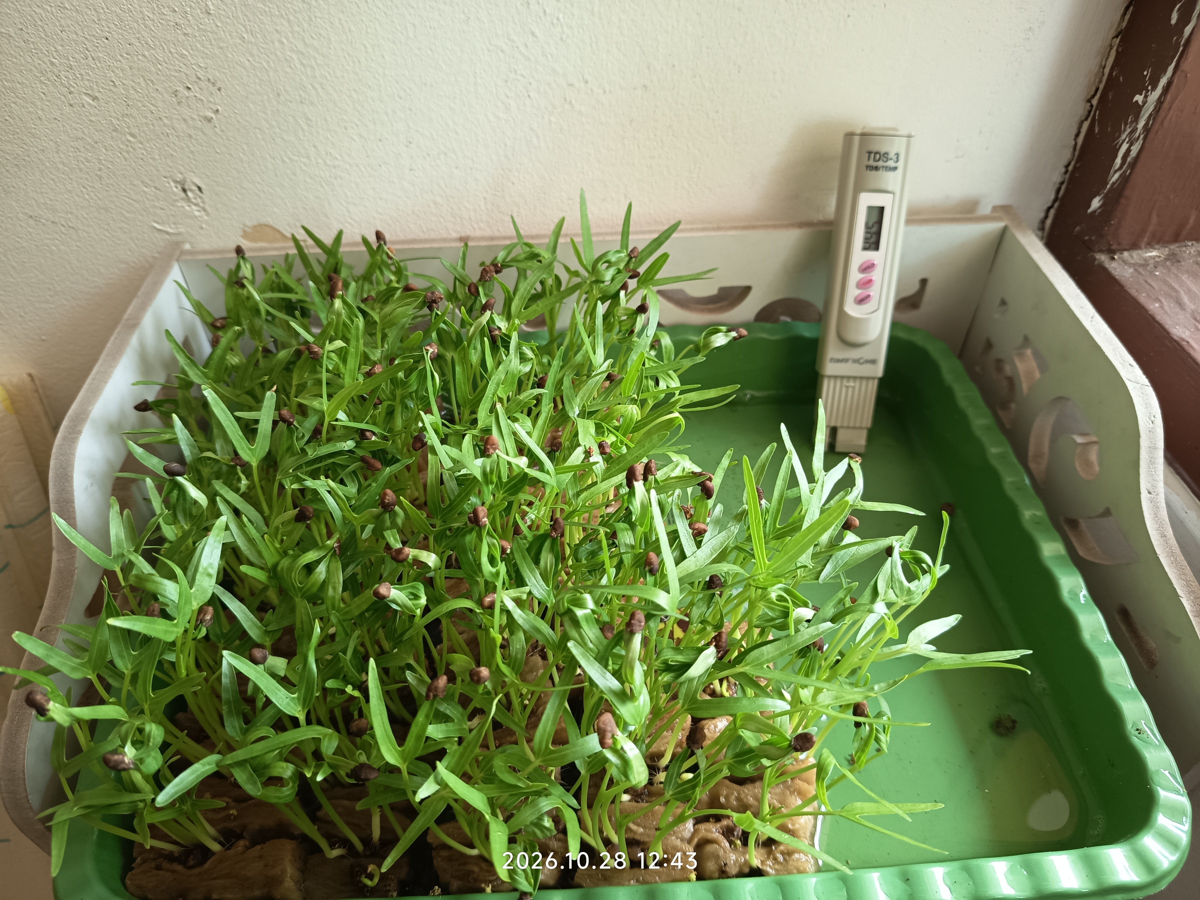 Lahan Urban Farming SLB A Pembina Tingkat Nasional - Gambar 4