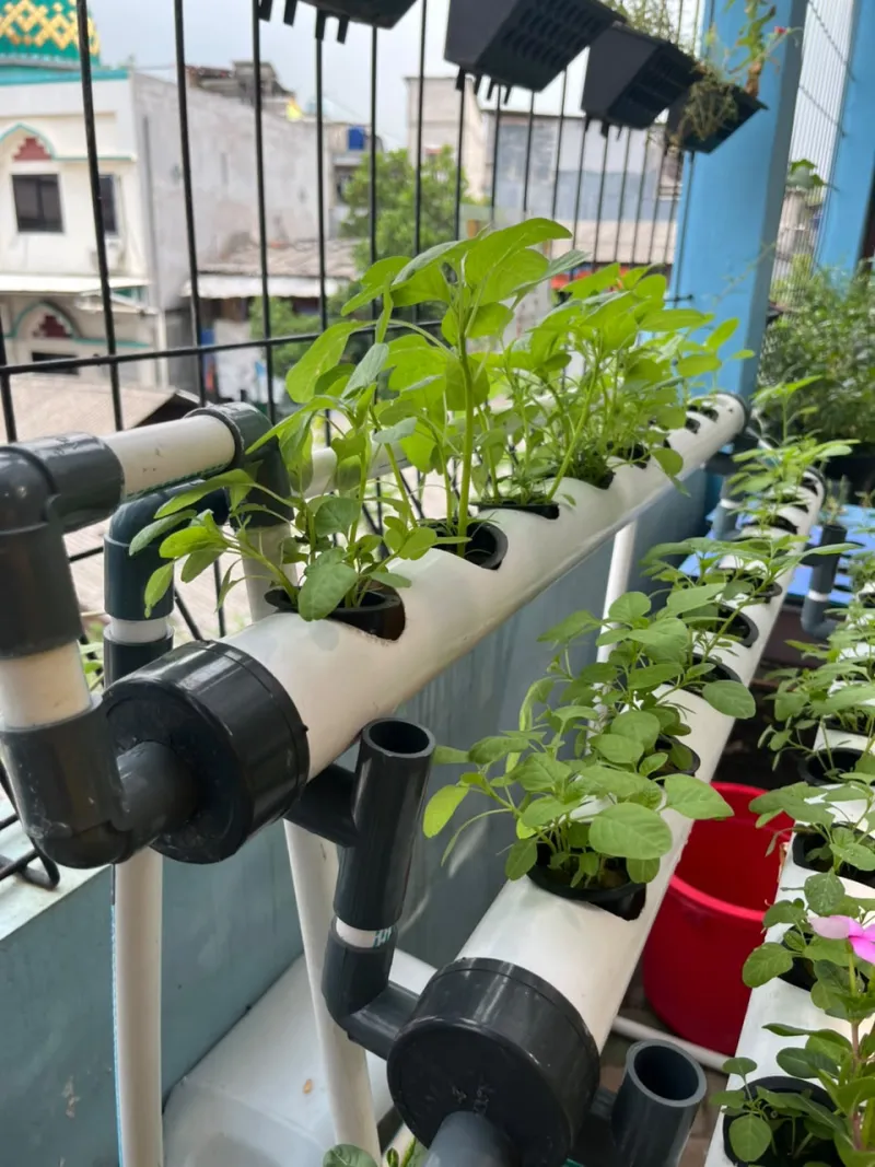 Lahan Urban Farming SMKN 43 Jakarta - Gambar 7