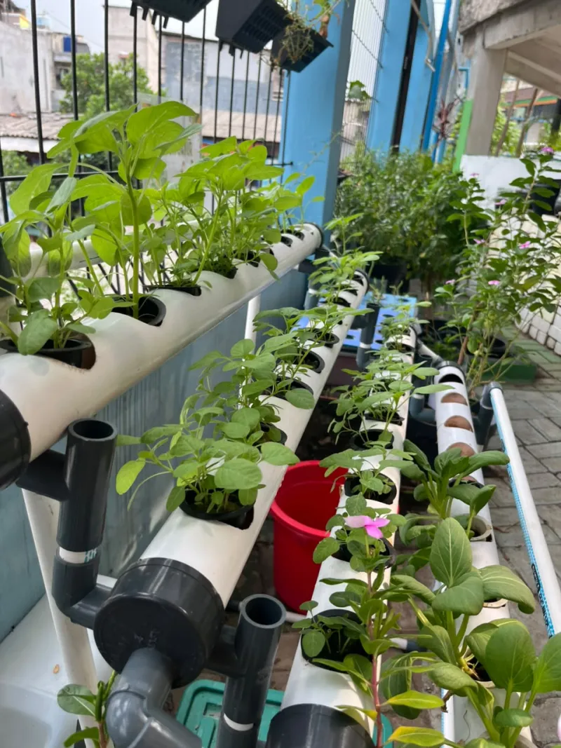 Lahan Urban Farming SMKN 43 Jakarta - Gambar 5