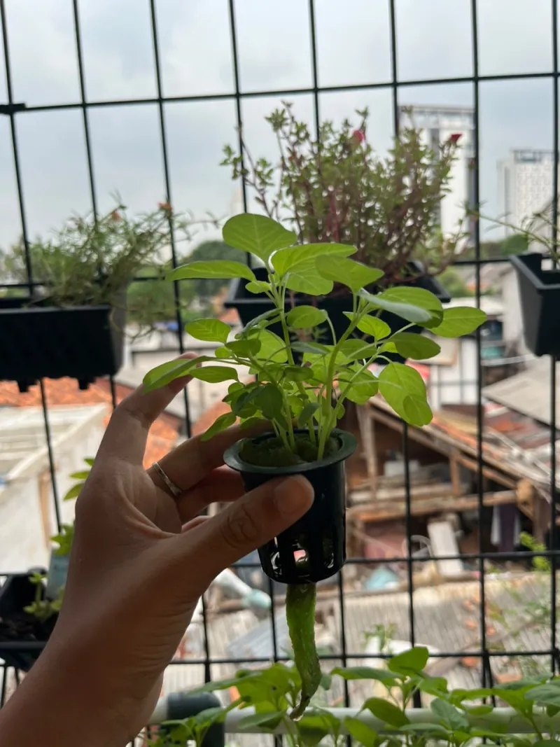 Lahan Urban Farming SMKN 43 Jakarta - Gambar 6