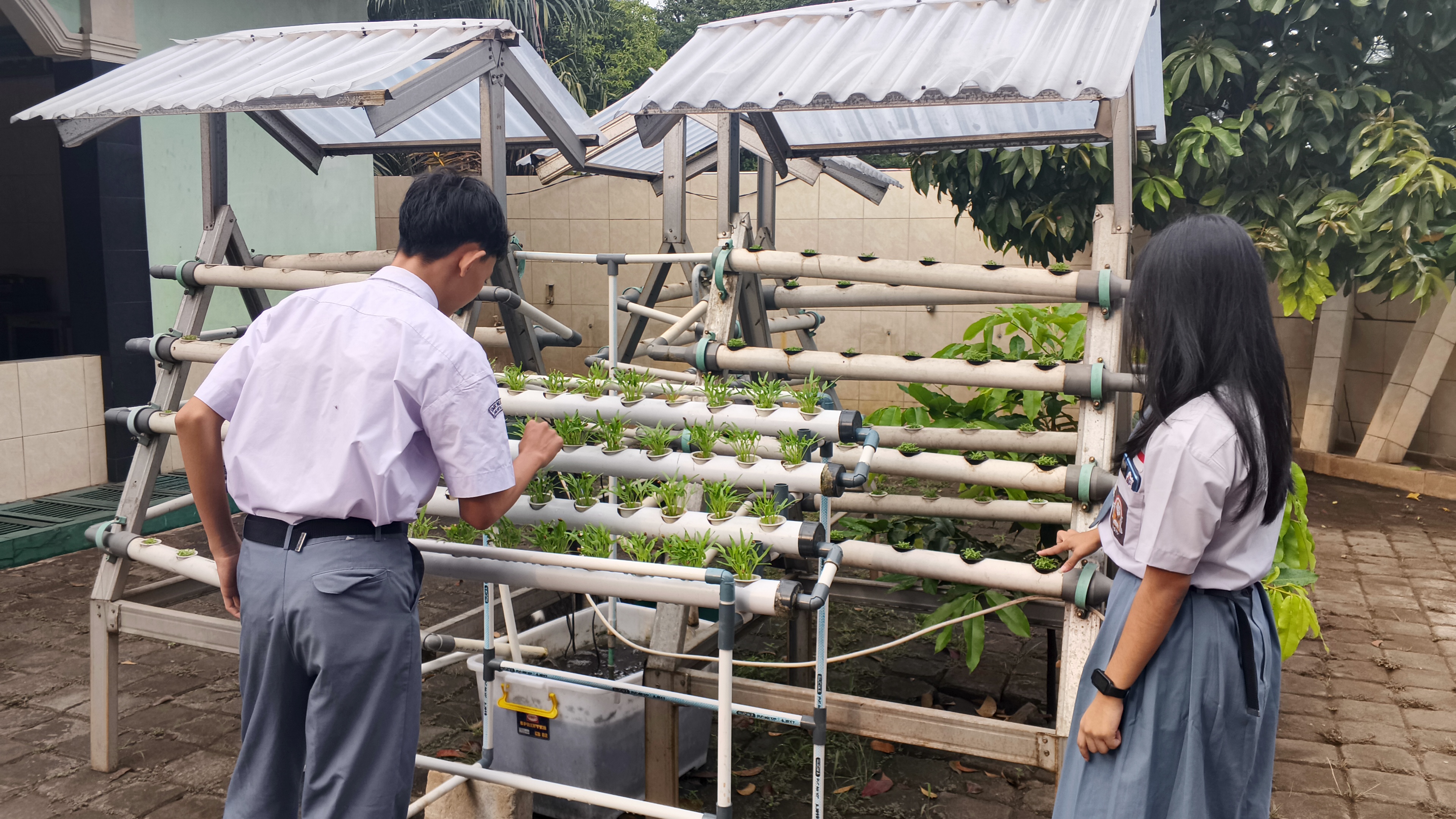 Lahan Urban Farming SMKN 59 Jakarta - Gambar 3