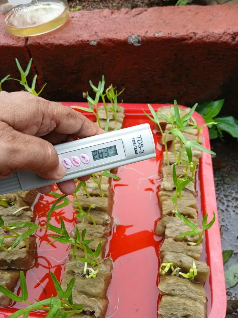 Lahan Urban Farming SMAN 109 Jakarta - Gambar 1