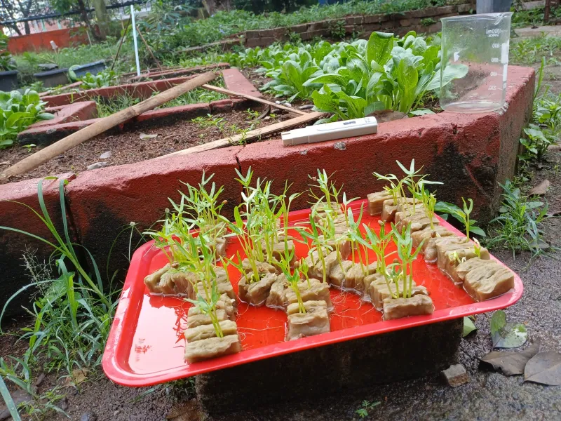 Lahan Urban Farming SMAN 109 Jakarta - Gambar 2