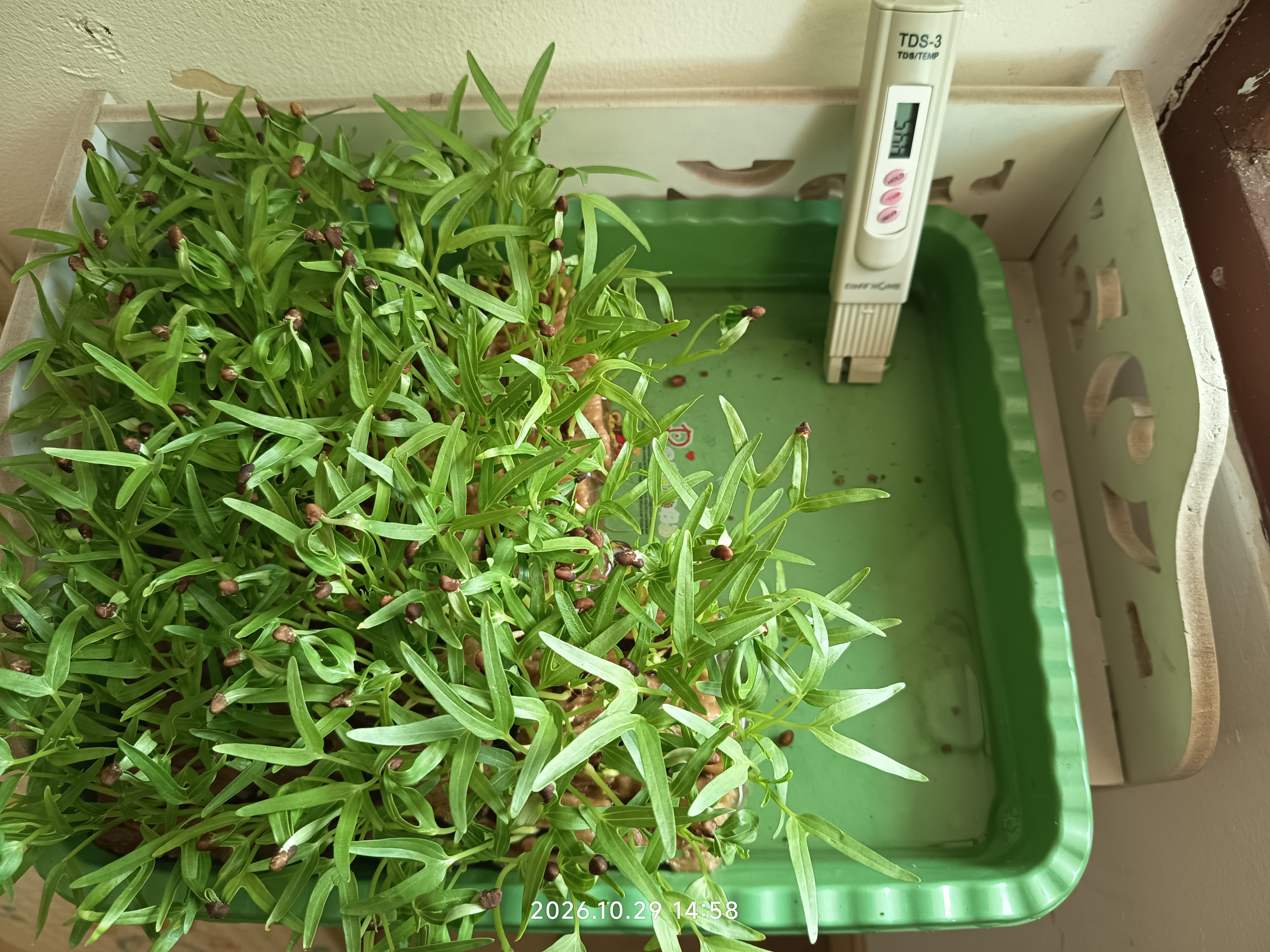 Lahan Urban Farming SLB A Pembina Tingkat Nasional - Gambar 1