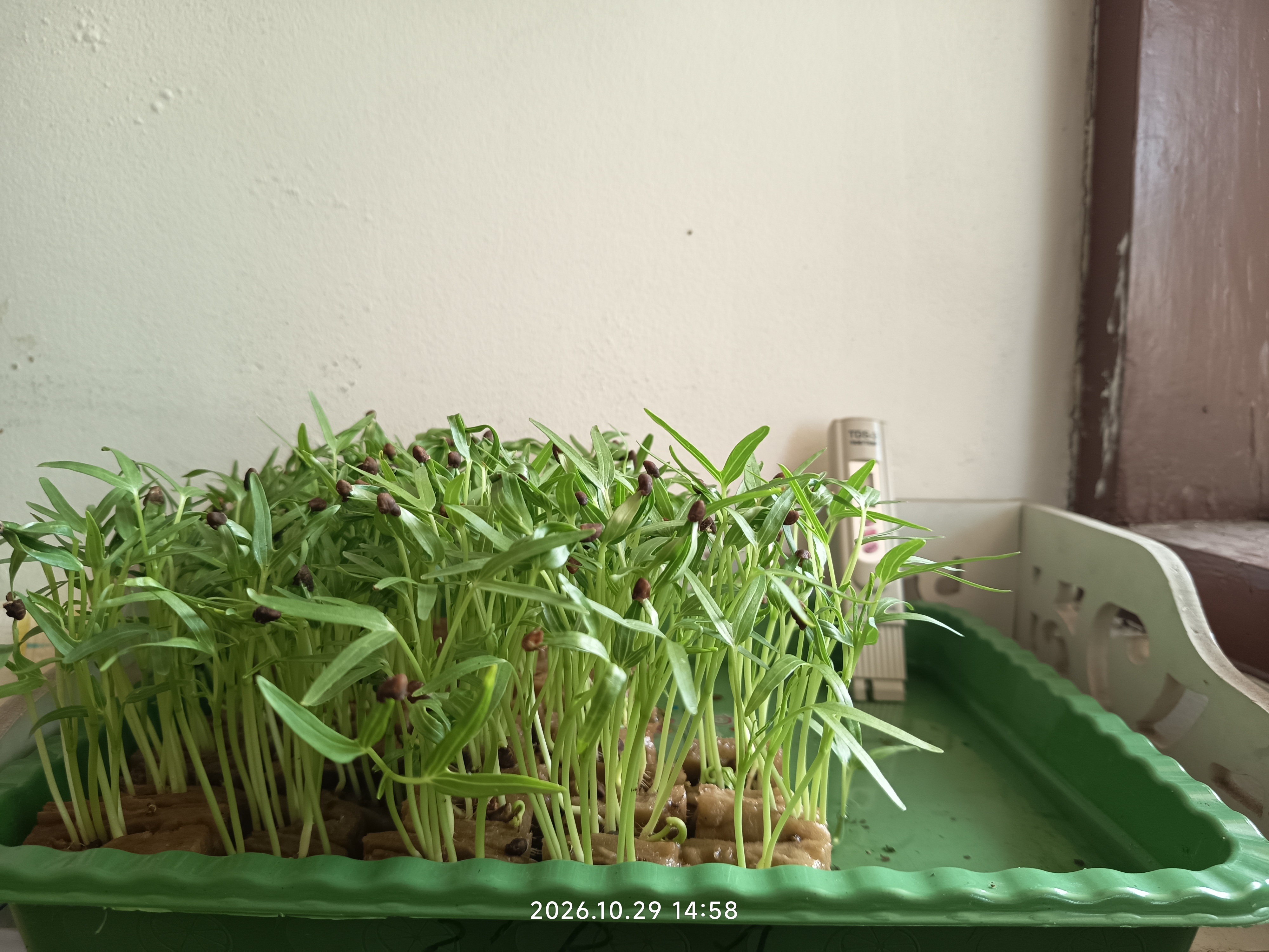 Lahan Urban Farming SLB A Pembina Tingkat Nasional - Gambar 2
