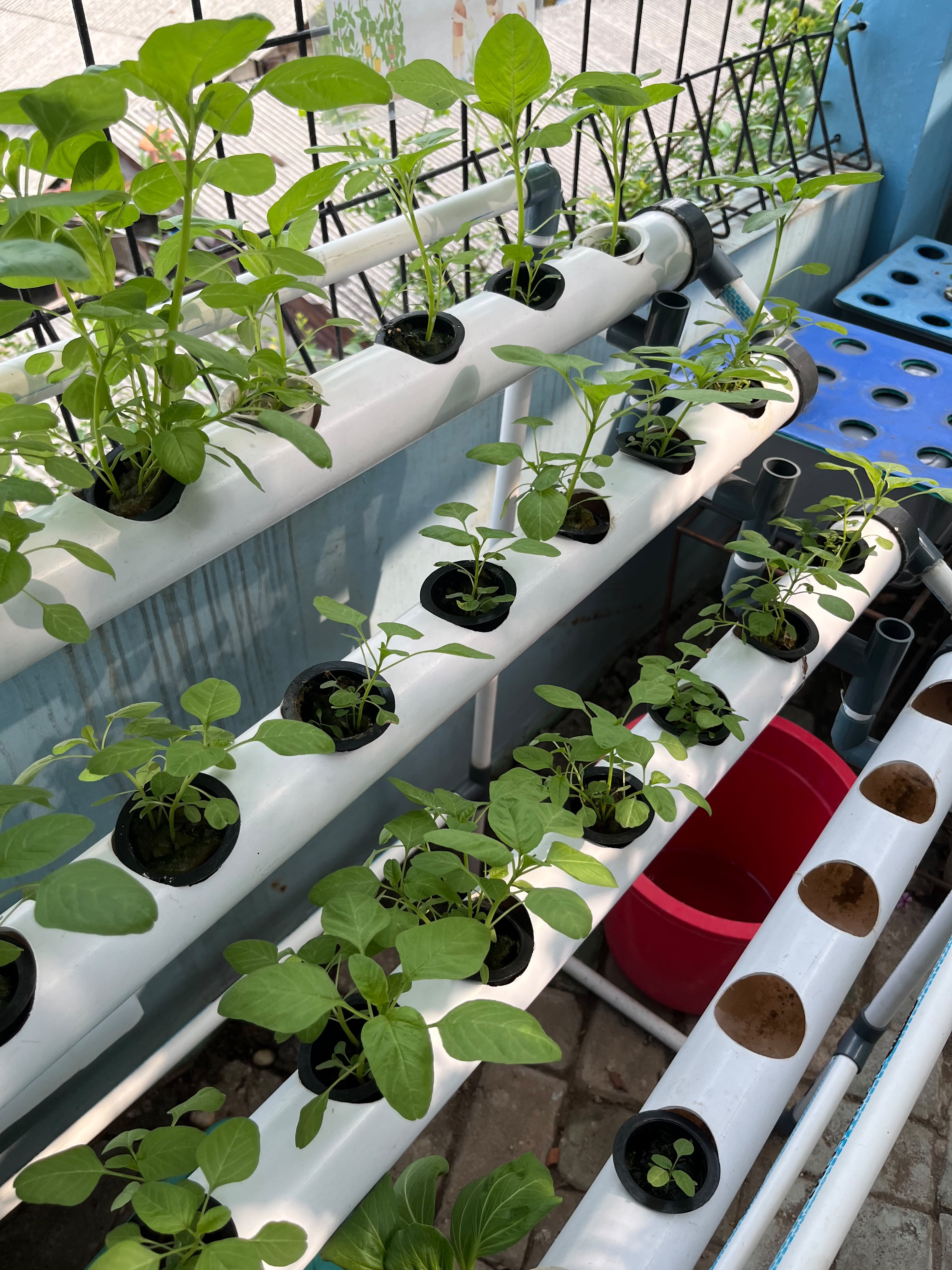 Lahan Urban Farming SMKN 43 Jakarta - Gambar 3