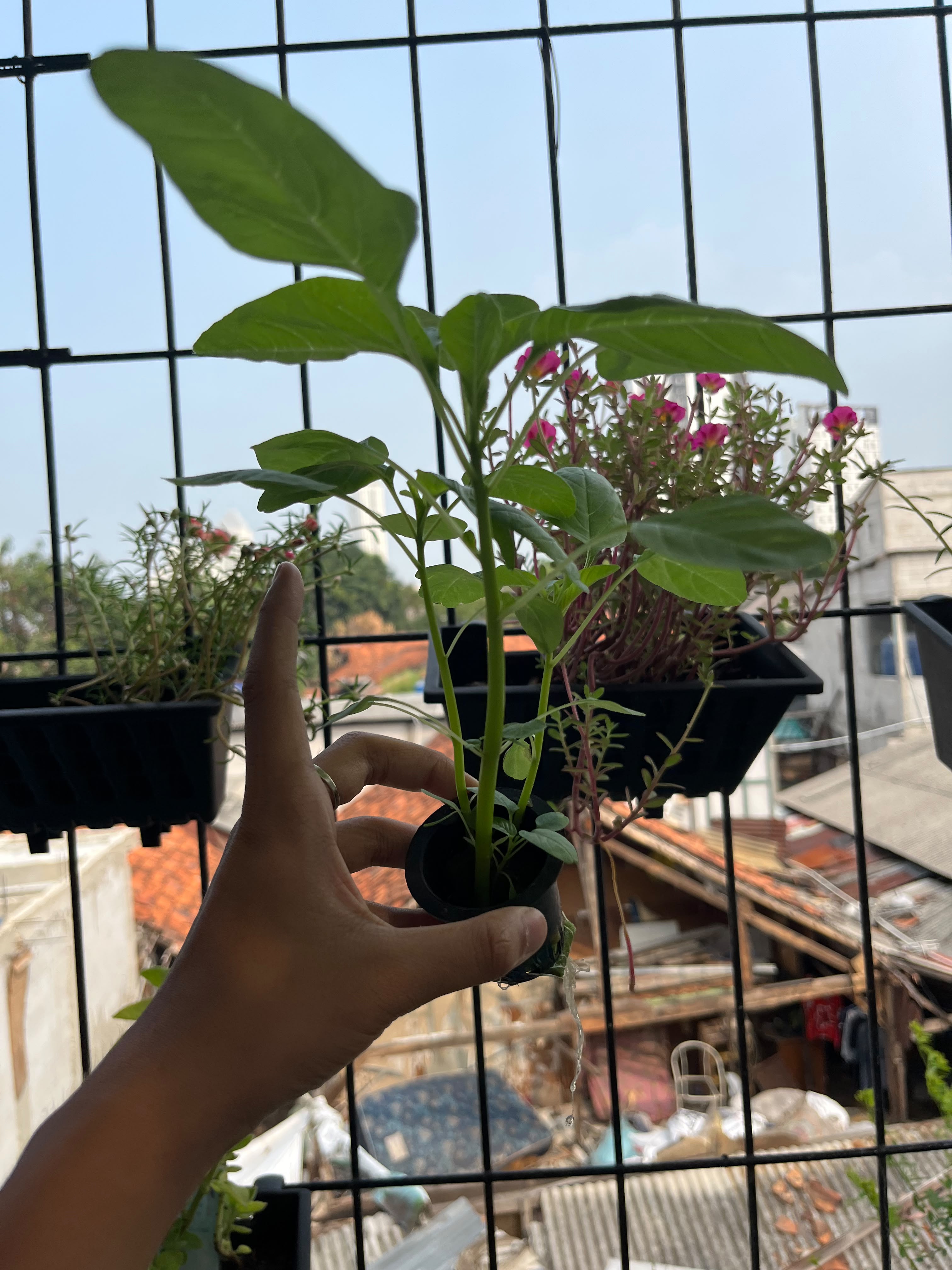 Lahan Urban Farming SMKN 43 Jakarta - Gambar 4