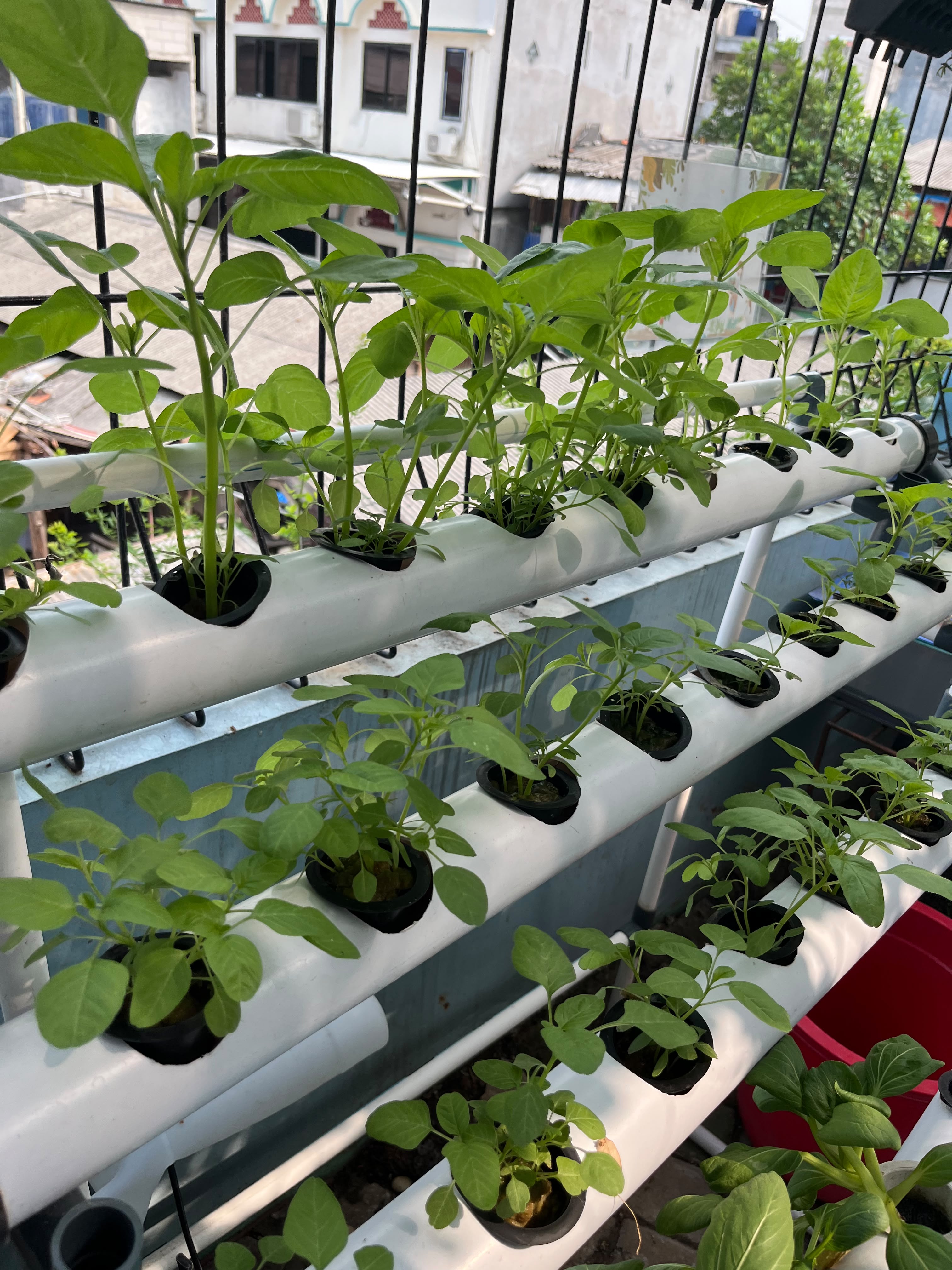 Lahan Urban Farming SMKN 43 Jakarta - Gambar 2