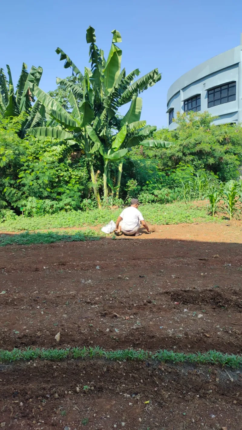 KEBUN SMKN 74 JAGAKARSA JAKARTA SELATAN - Gambar 533