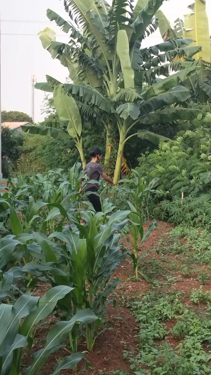KEBUN SMKN 74 JAGAKARSA JAKARTA SELATAN - Gambar 530