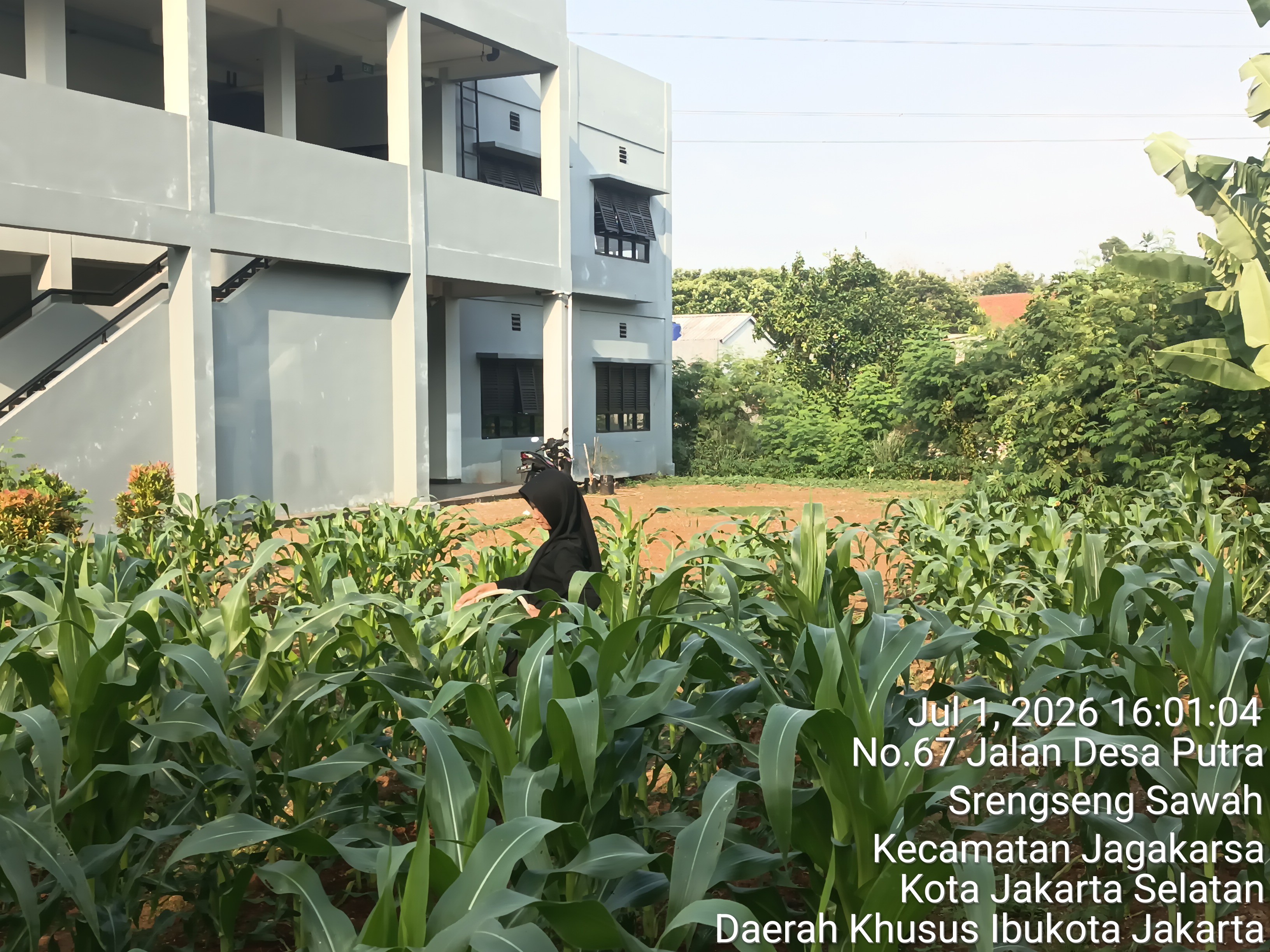 KEBUN SMKN 74 JAGAKARSA JAKARTA SELATAN - Gambar 529
