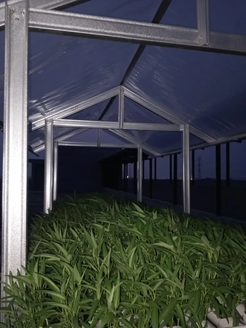 KEBUN SMKN 74 JAGAKARSA JAKARTA SELATAN - Gambar 526