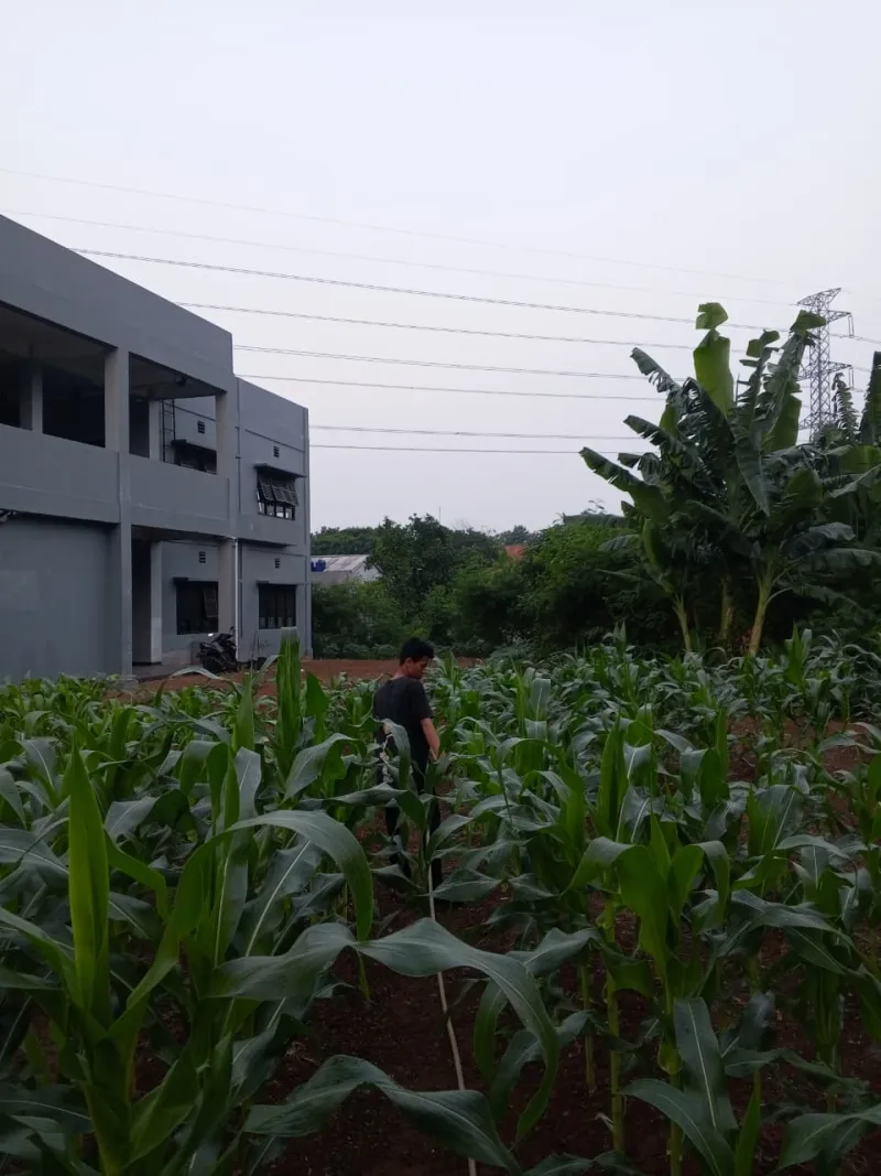 KEBUN SMKN 74 JAGAKARSA JAKARTA SELATAN - Gambar 523