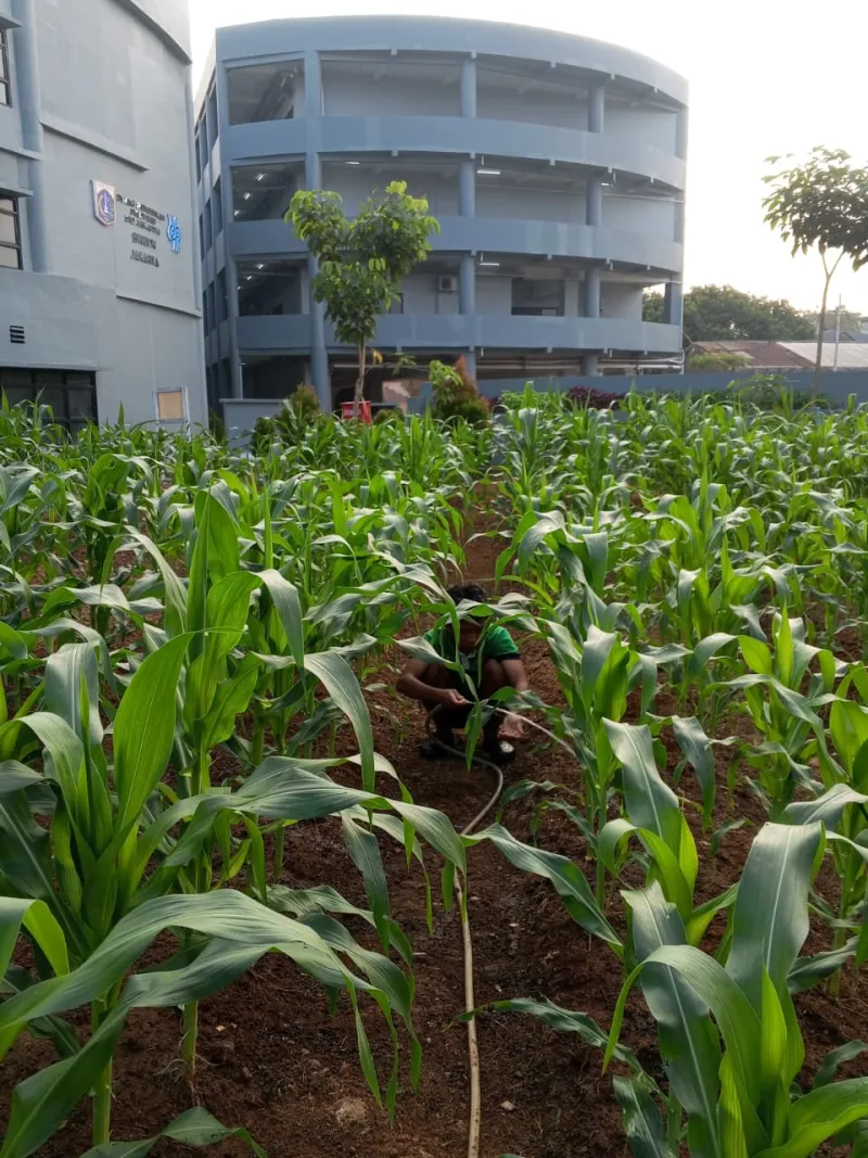 KEBUN SMKN 74 JAGAKARSA JAKARTA SELATAN - Gambar 522