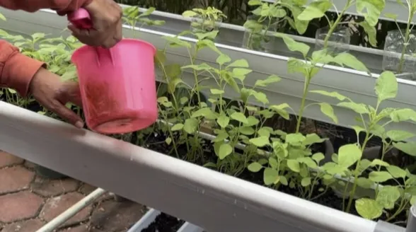 Lahan Urban Farming SMKN 62 Jakarta - Gambar 72