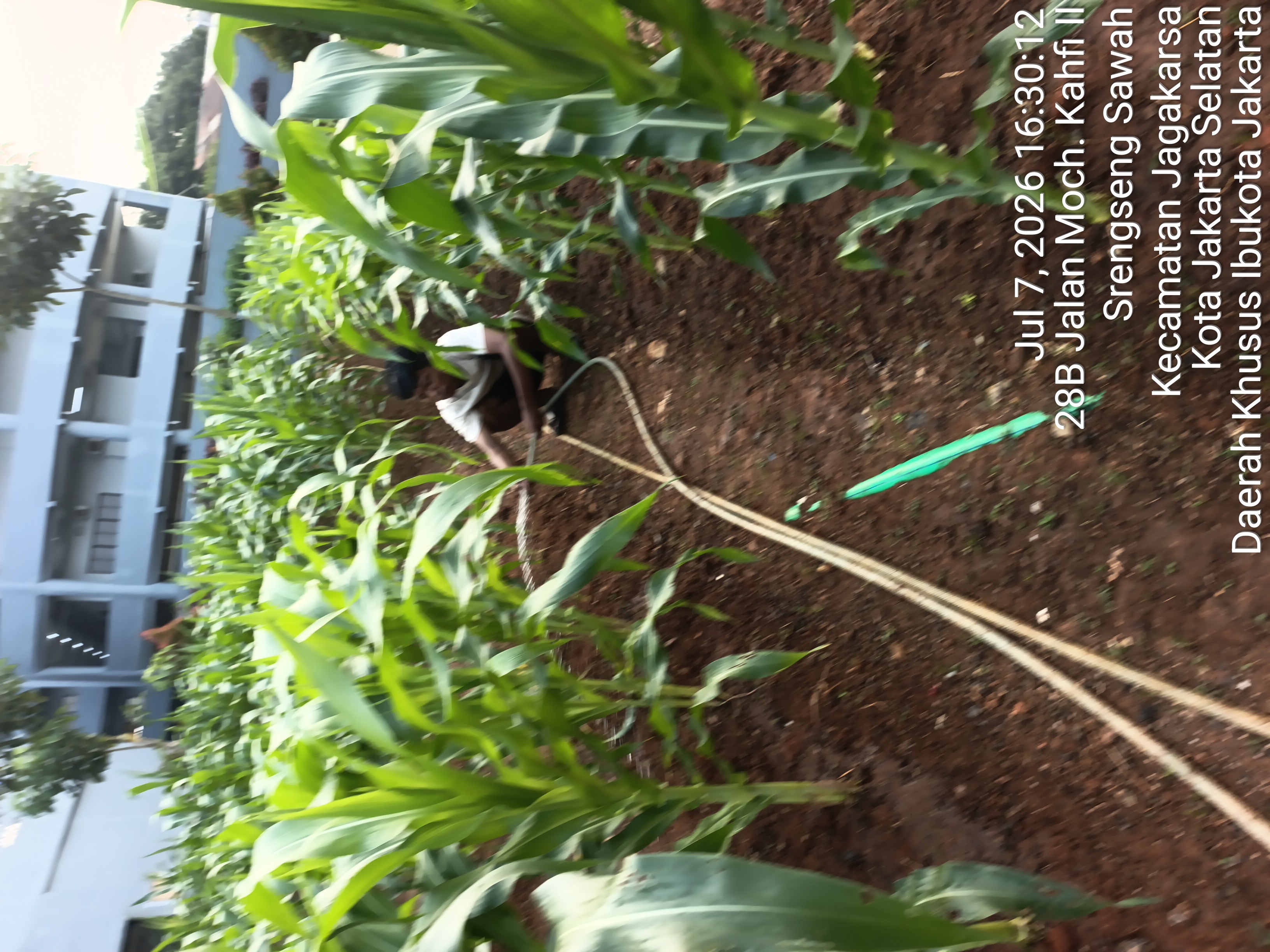 KEBUN SMKN 74 JAGAKARSA JAKARTA SELATAN - Gambar 517