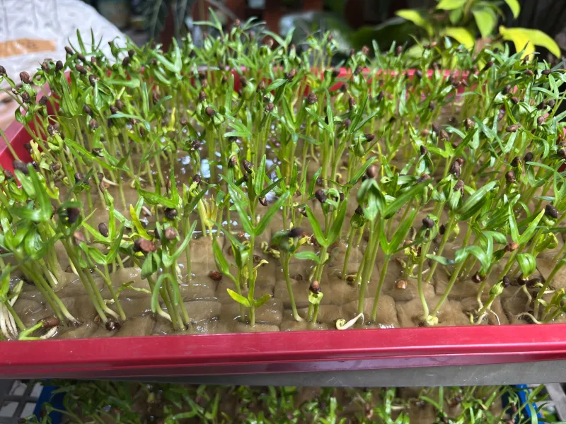 KEBUN SMKN 74 JAGAKARSA JAKARTA SELATAN - Gambar 505
