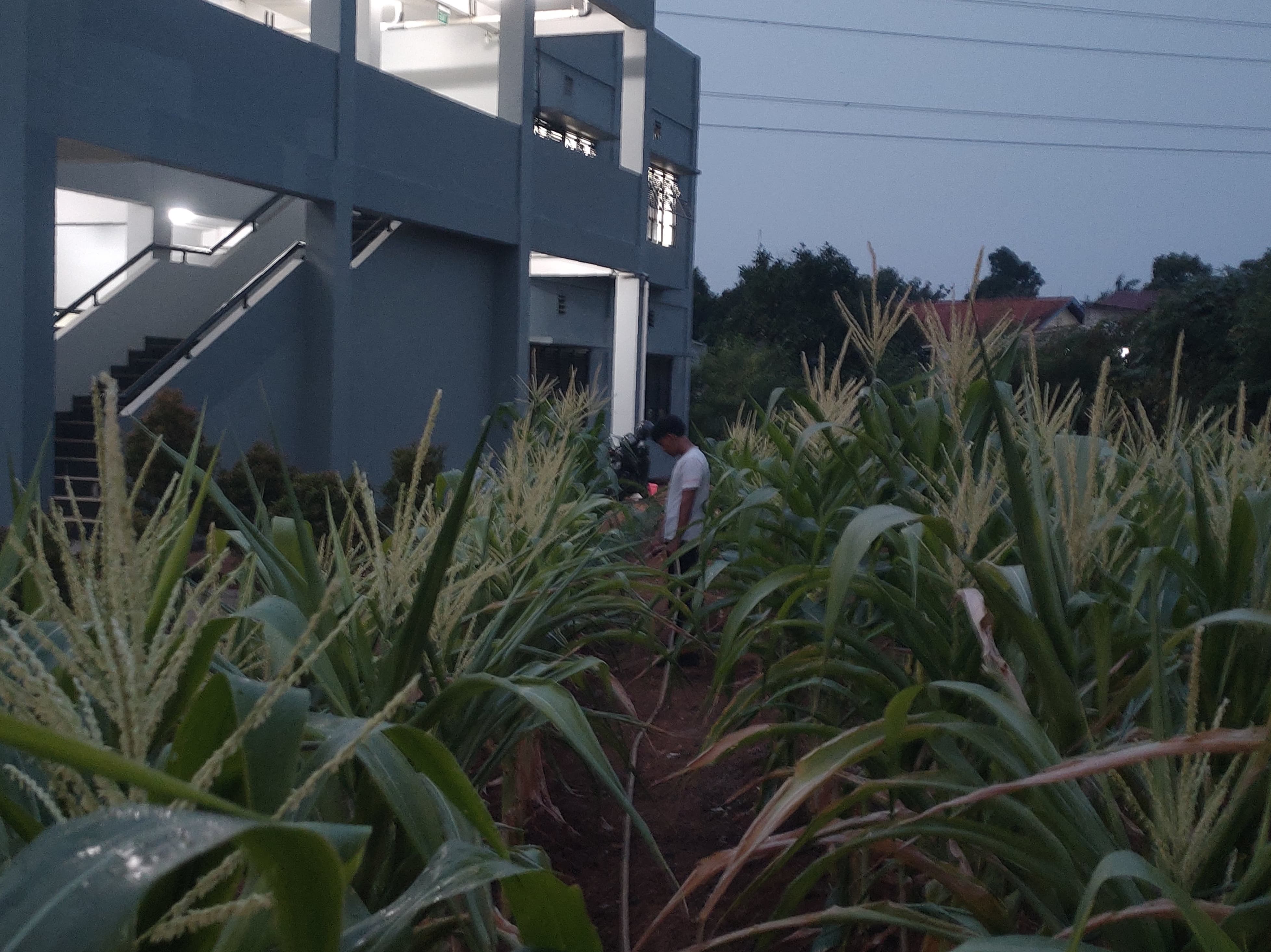 KEBUN SMKN 74 JAGAKARSA JAKARTA SELATAN - Gambar 492
