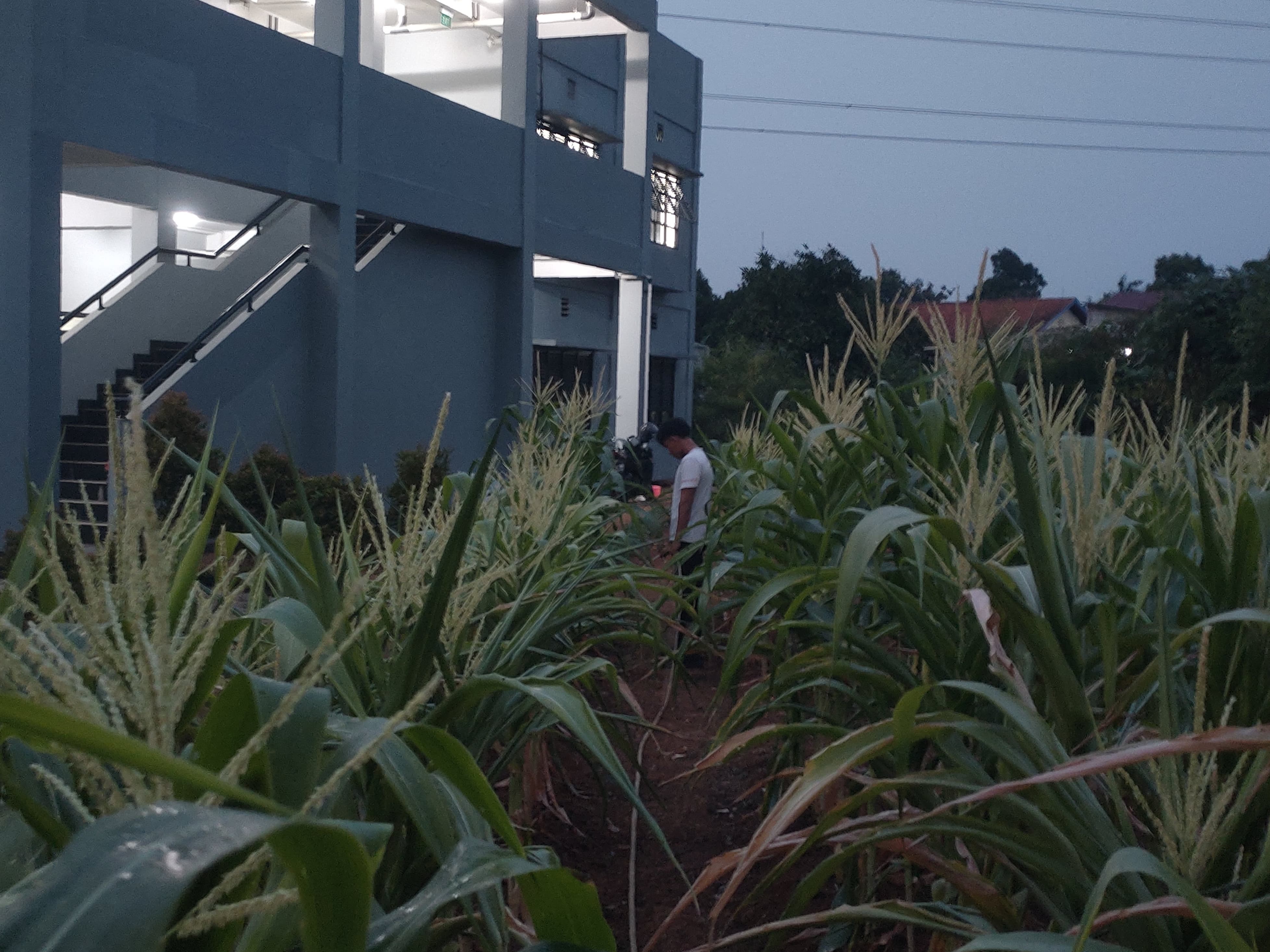 KEBUN SMKN 74 JAGAKARSA JAKARTA SELATAN - Gambar 493
