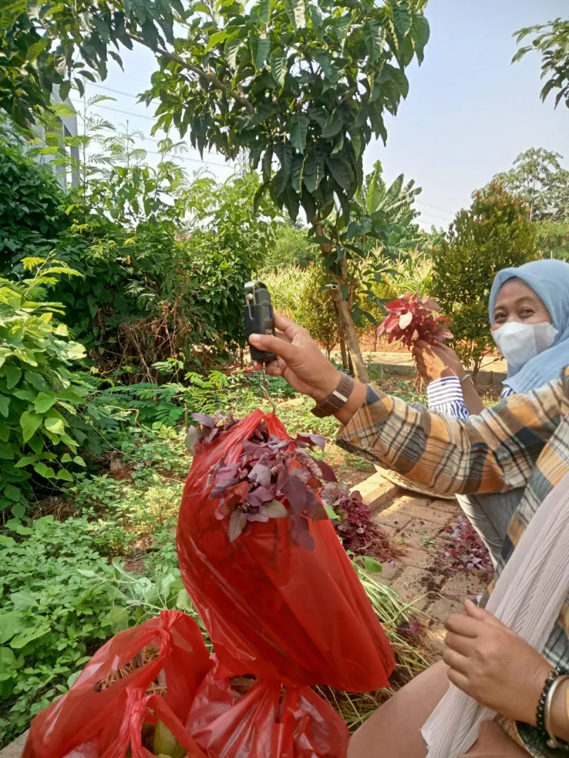 KEBUN SMKN 74 JAGAKARSA JAKARTA SELATAN - Gambar 489