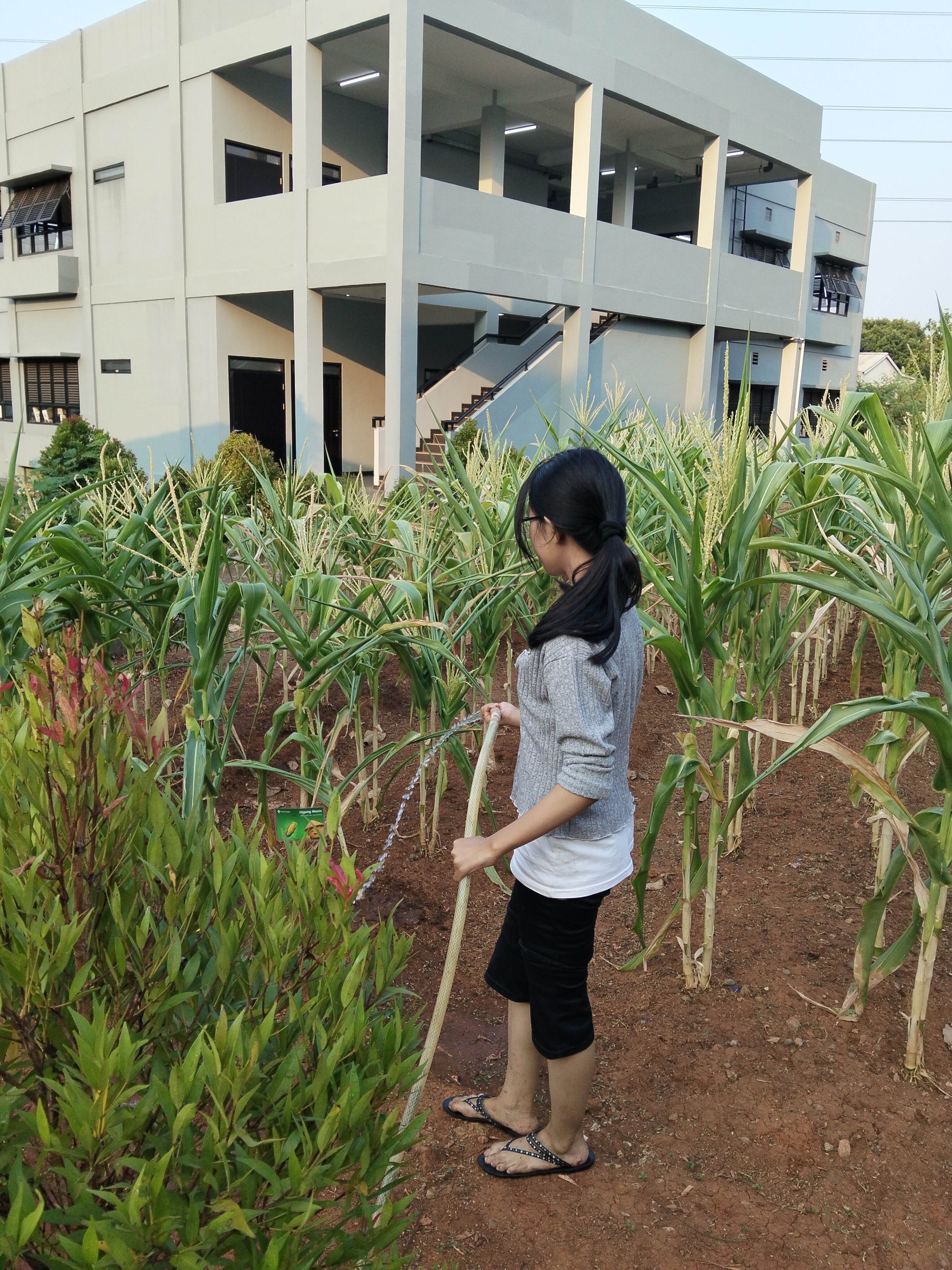 KEBUN SMKN 74 JAGAKARSA JAKARTA SELATAN - Gambar 481