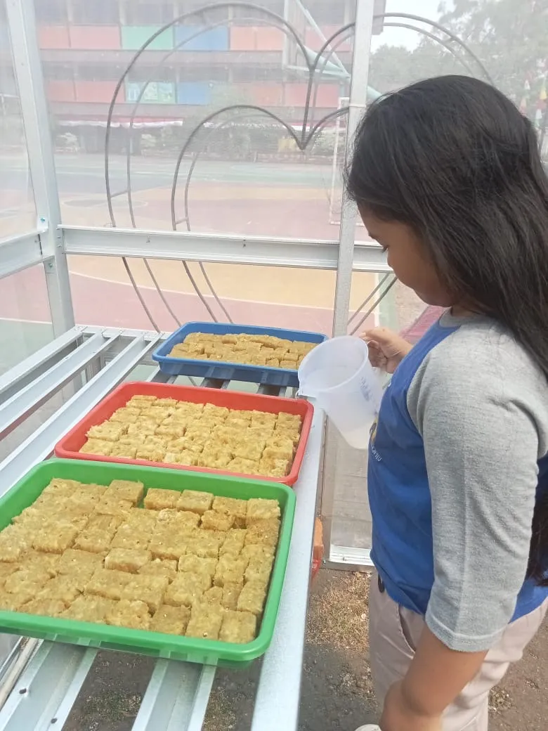 Lahan Urban Farming SDN Cipulir 03 - Gambar 103
