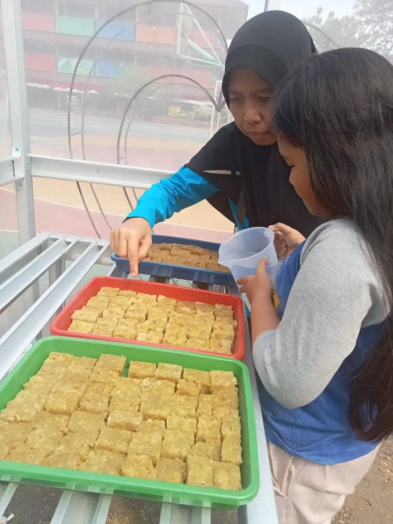 Lahan Urban Farming SDN Cipulir 03 - Gambar 100