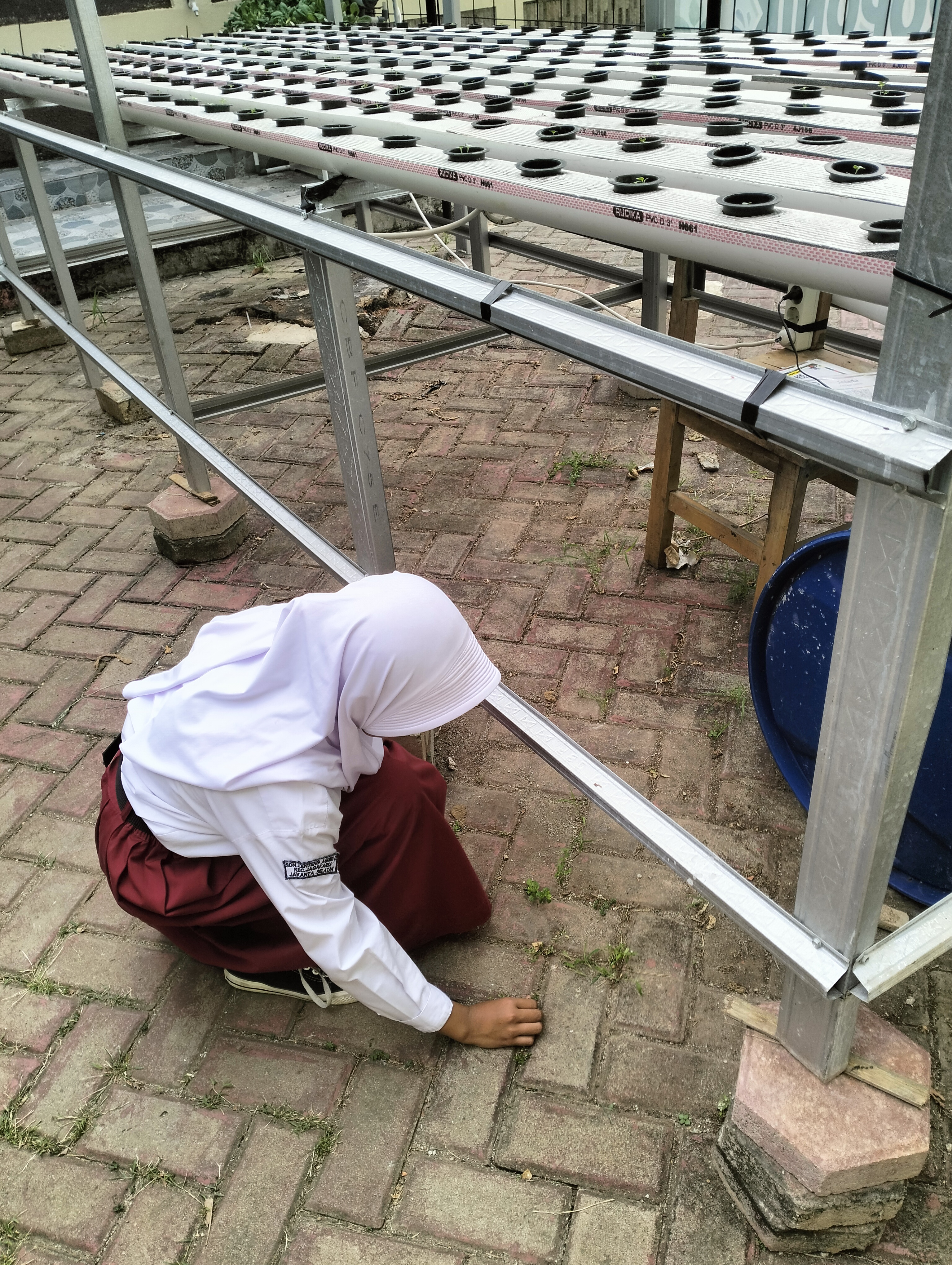 Lahan Urban Farming SDN Lenteng Agung 07 Jakarta - Gambar 127