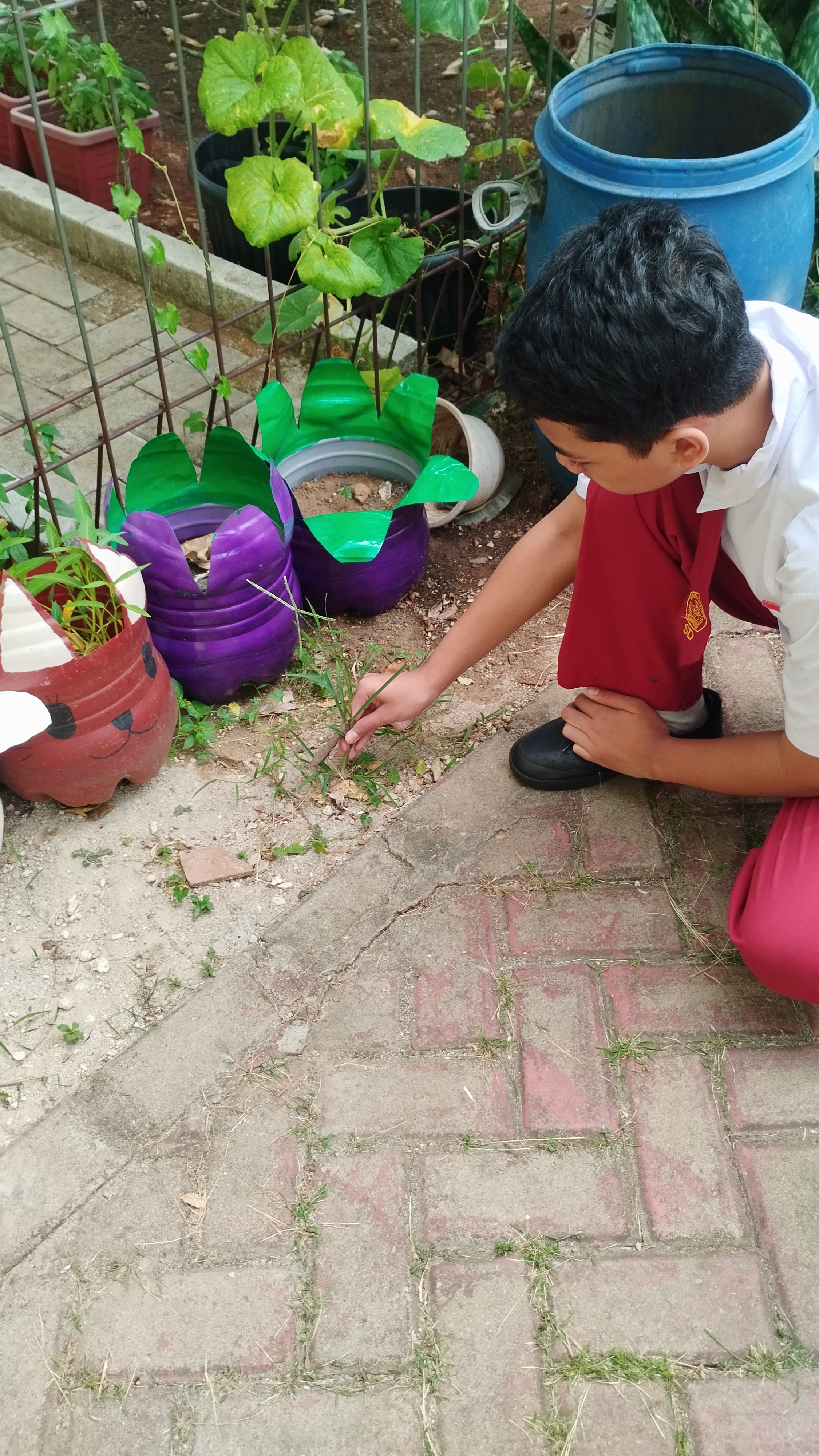 Lahan Urban Farming SDN Lenteng Agung 07 Jakarta - Gambar 124