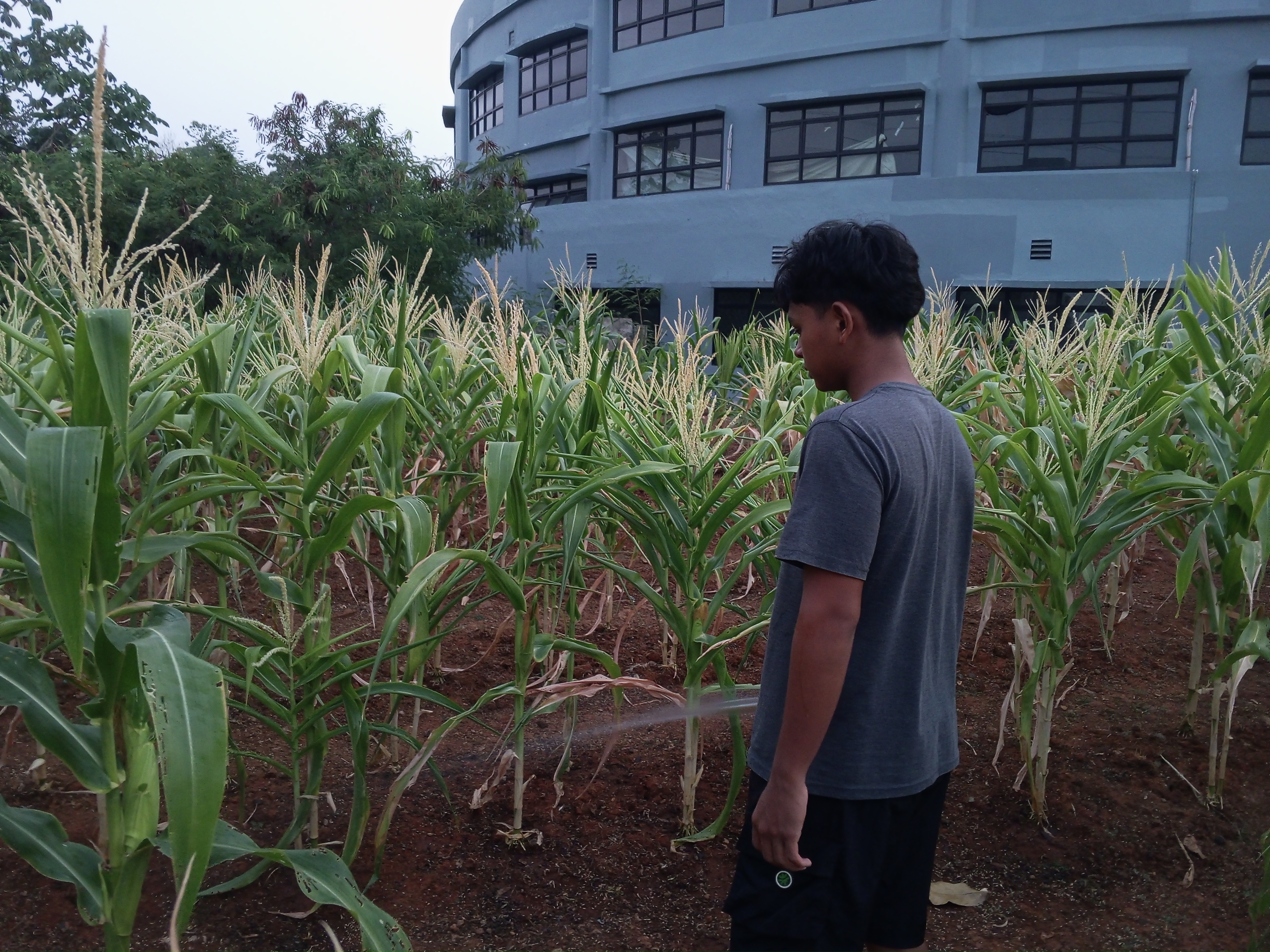 KEBUN SMKN 74 JAGAKARSA JAKARTA SELATAN - Gambar 467