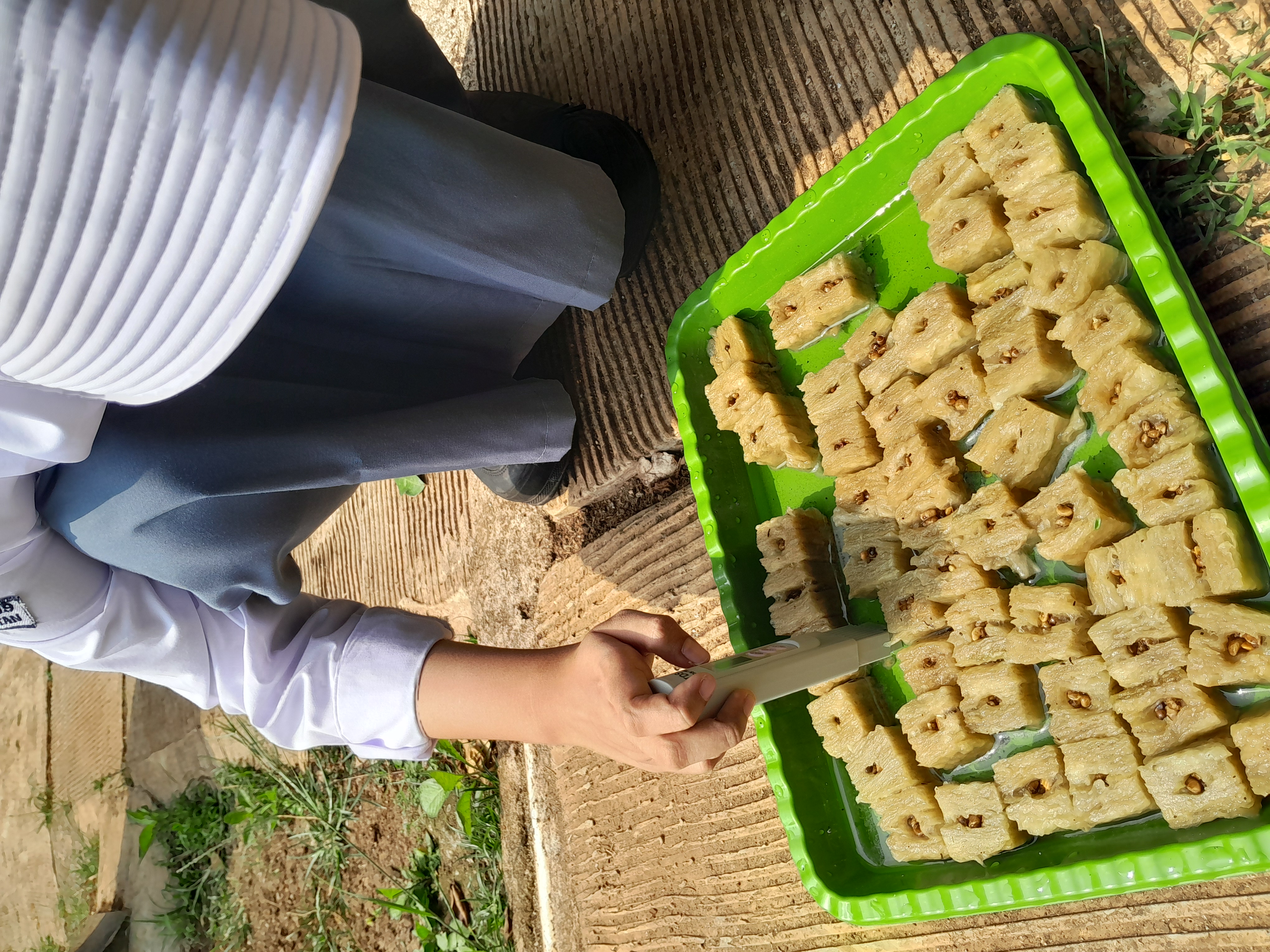 Lahan Urban Farming SMAN 109 Jakarta - Gambar 300