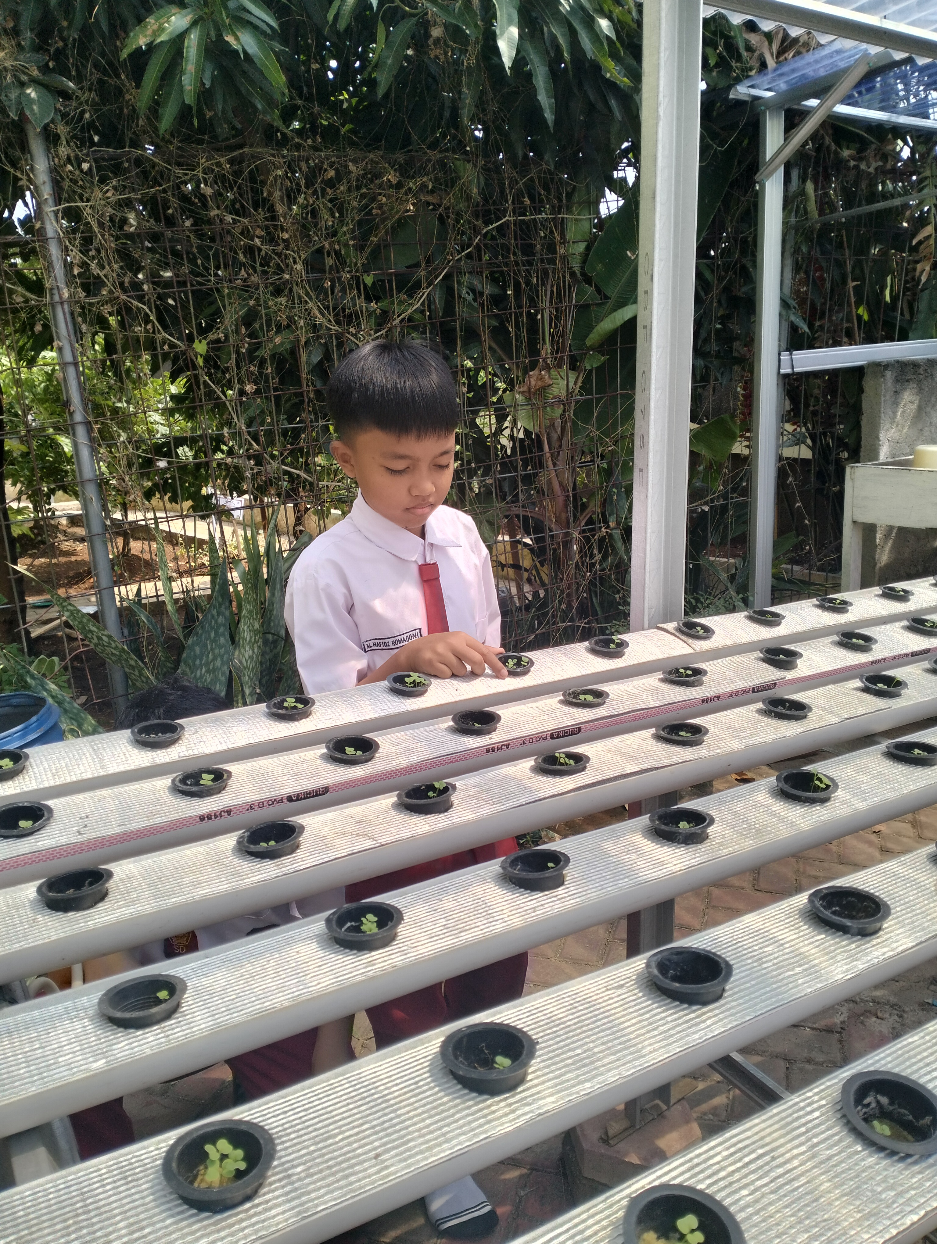 Lahan Urban Farming SDN Lenteng Agung 07 Jakarta - Gambar 121