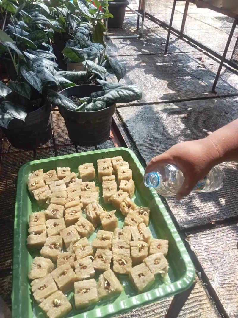 Lahan Urban Farming SMAN 109 Jakarta - Gambar 295