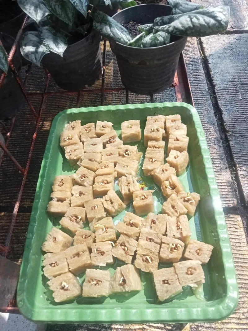 Lahan Urban Farming SMAN 109 Jakarta - Gambar 294