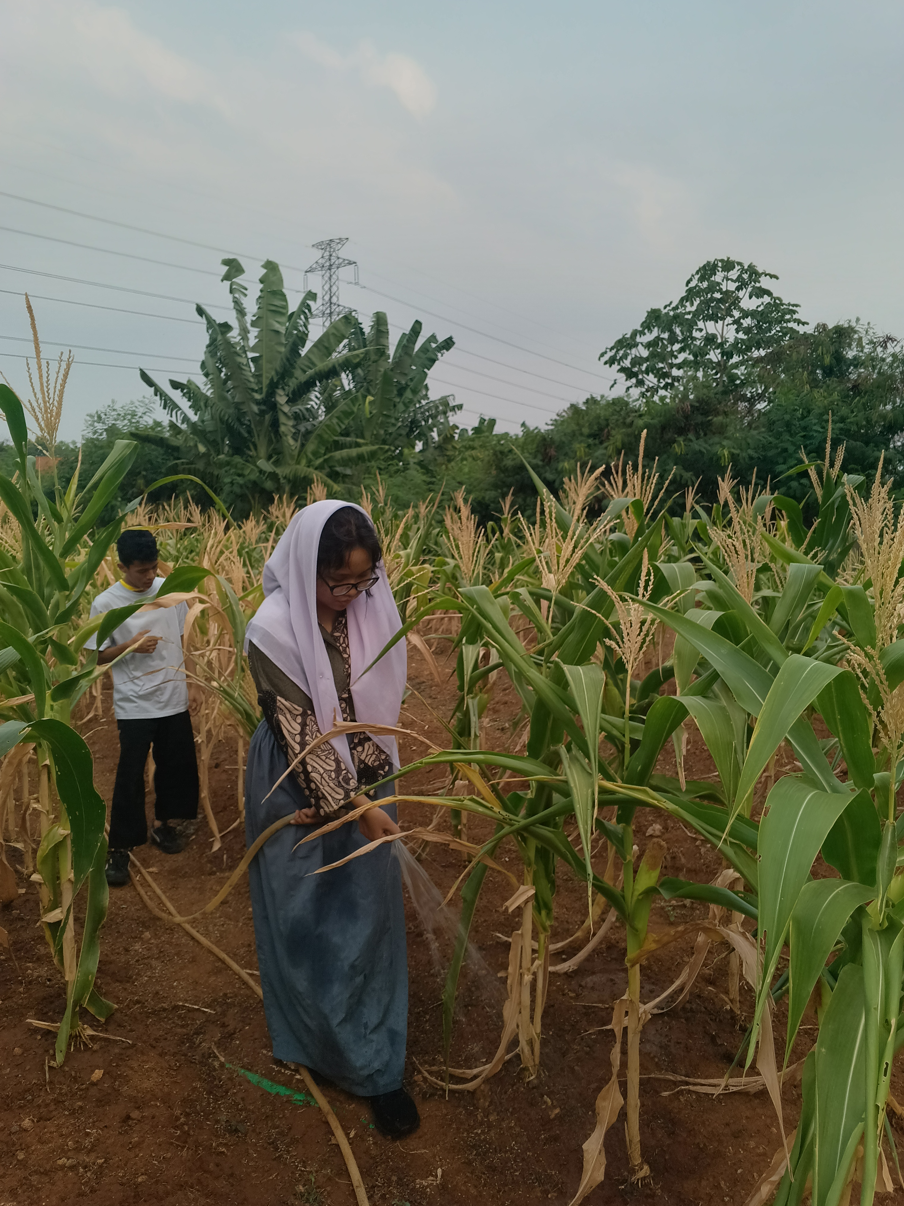 KEBUN SMKN 74 JAGAKARSA JAKARTA SELATAN - Gambar 459