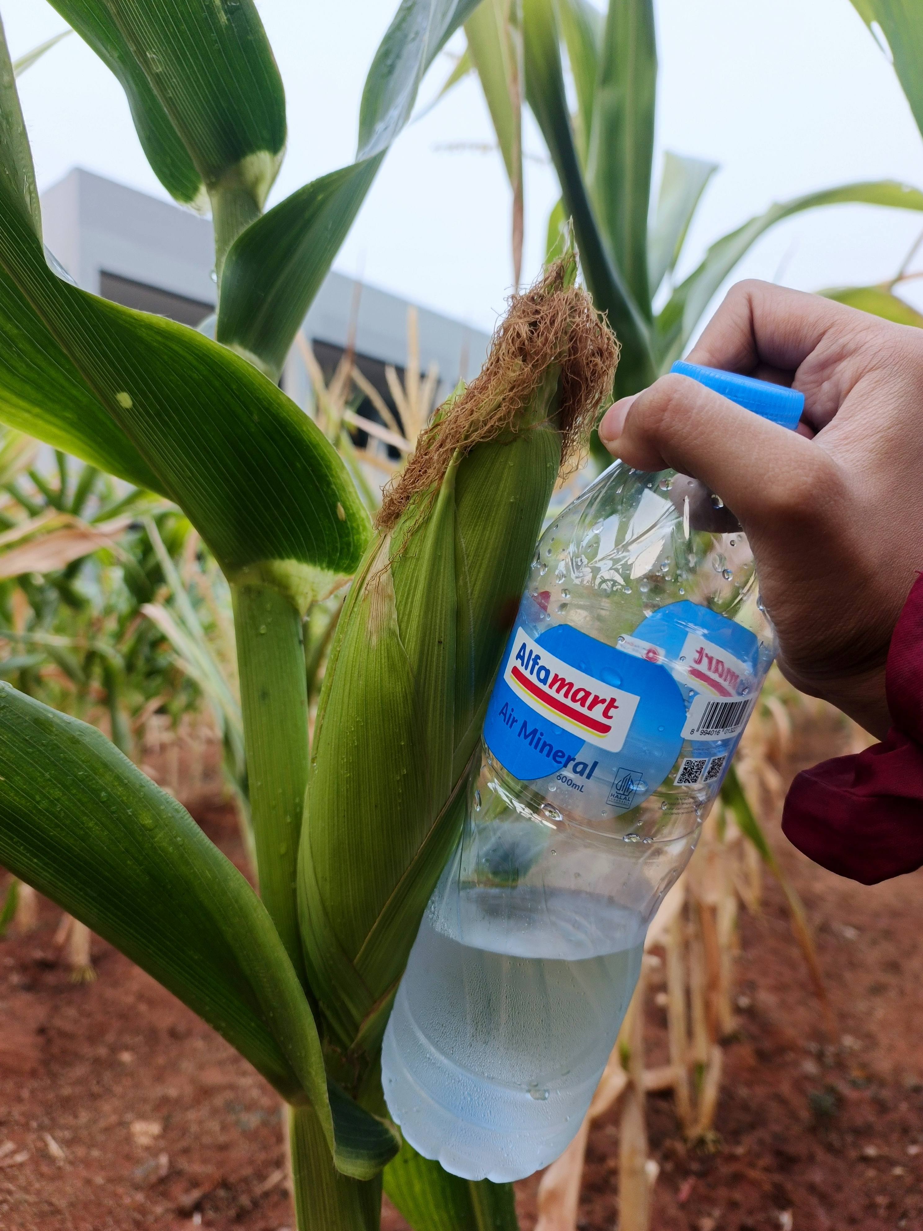 KEBUN SMKN 74 JAGAKARSA JAKARTA SELATAN - Gambar 443