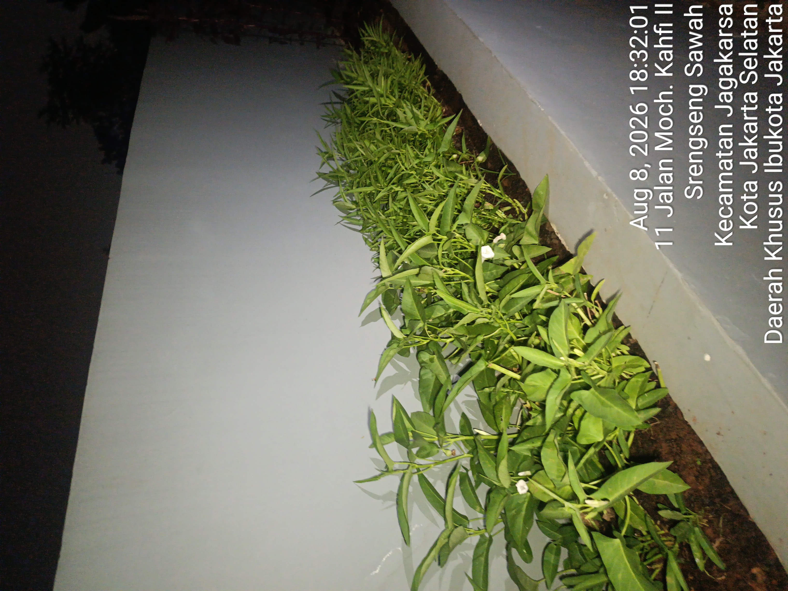KEBUN SMKN 74 JAGAKARSA JAKARTA SELATAN - Gambar 450