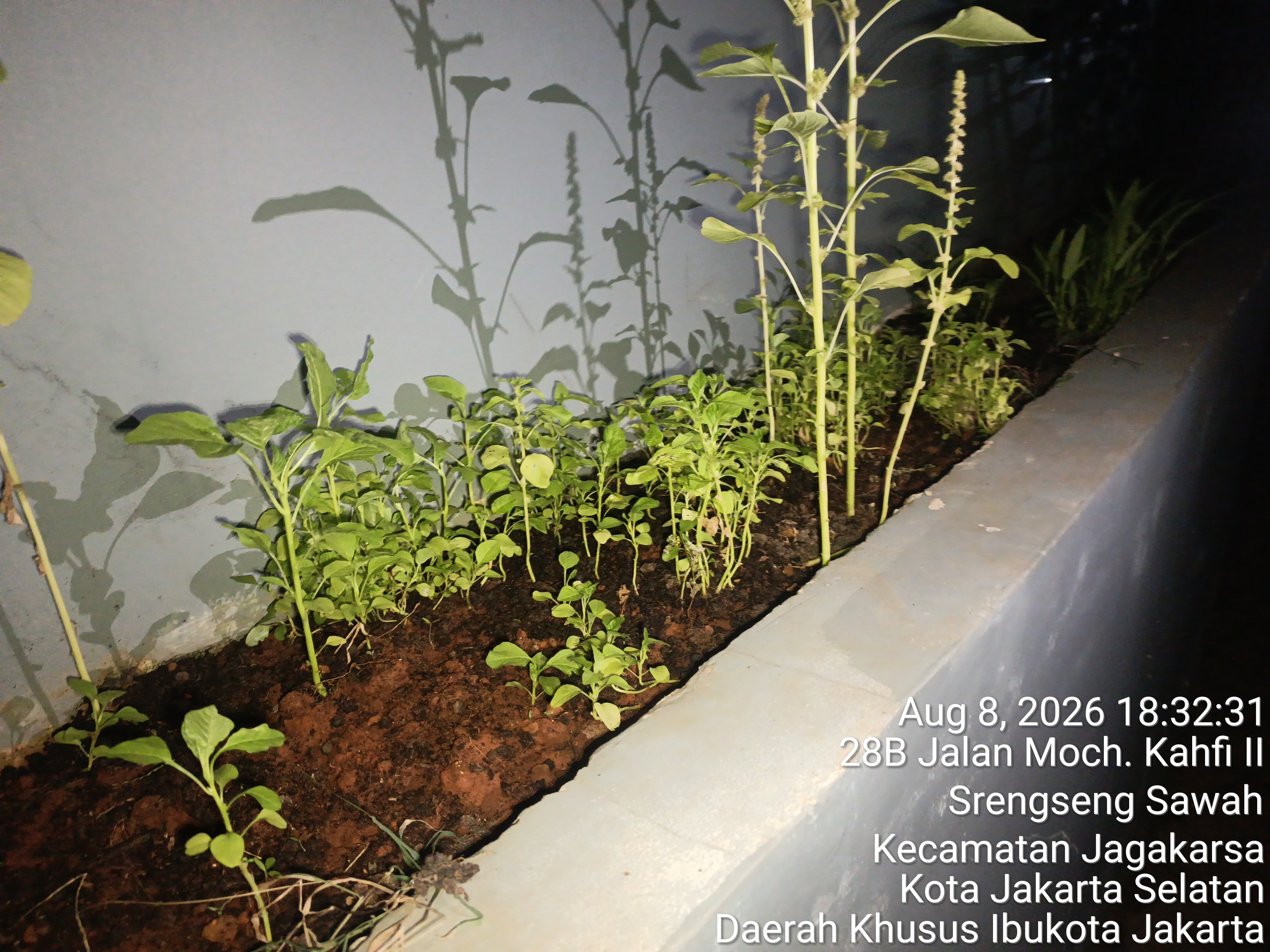 KEBUN SMKN 74 JAGAKARSA JAKARTA SELATAN - Gambar 448