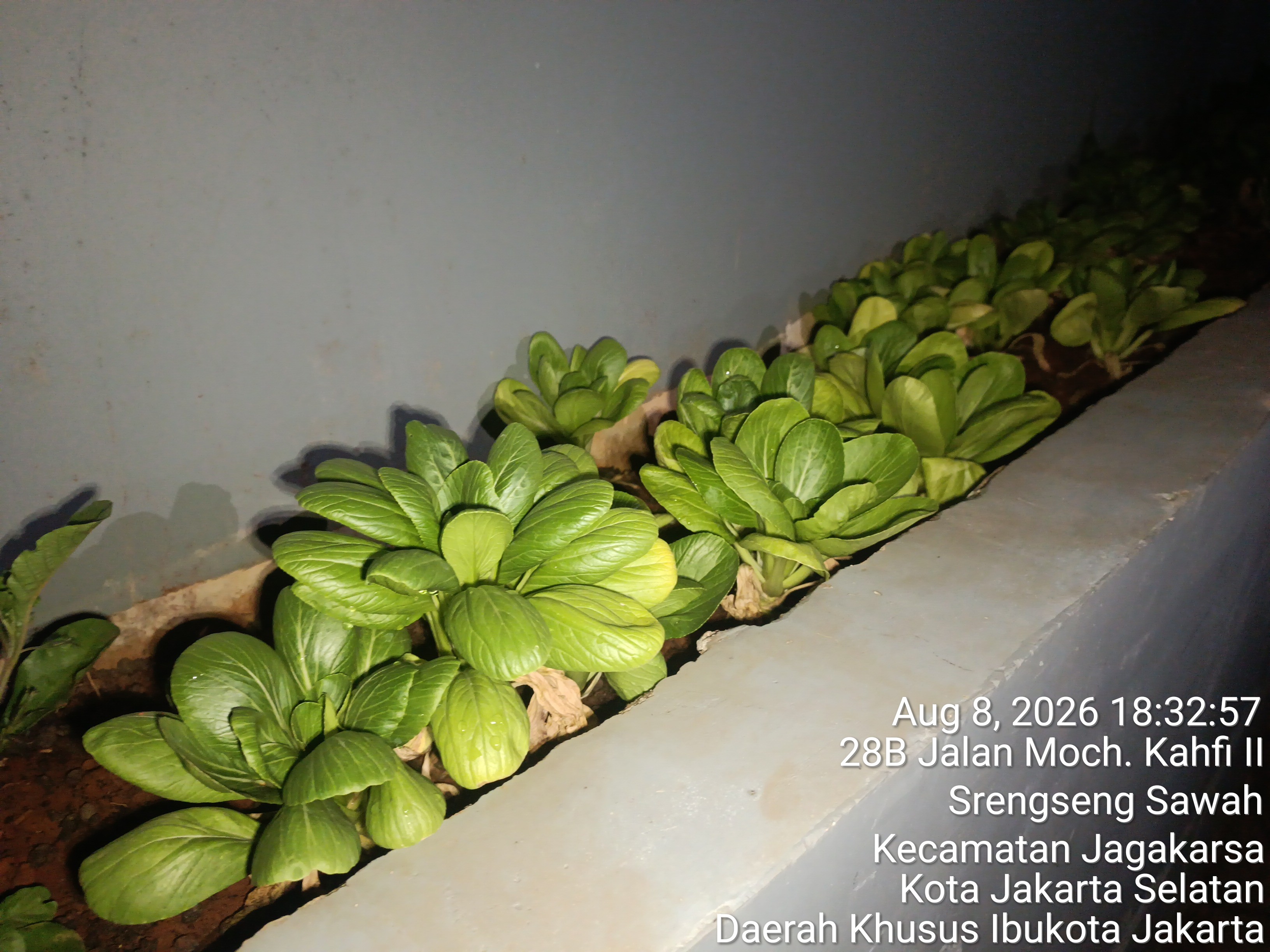 KEBUN SMKN 74 JAGAKARSA JAKARTA SELATAN - Gambar 446