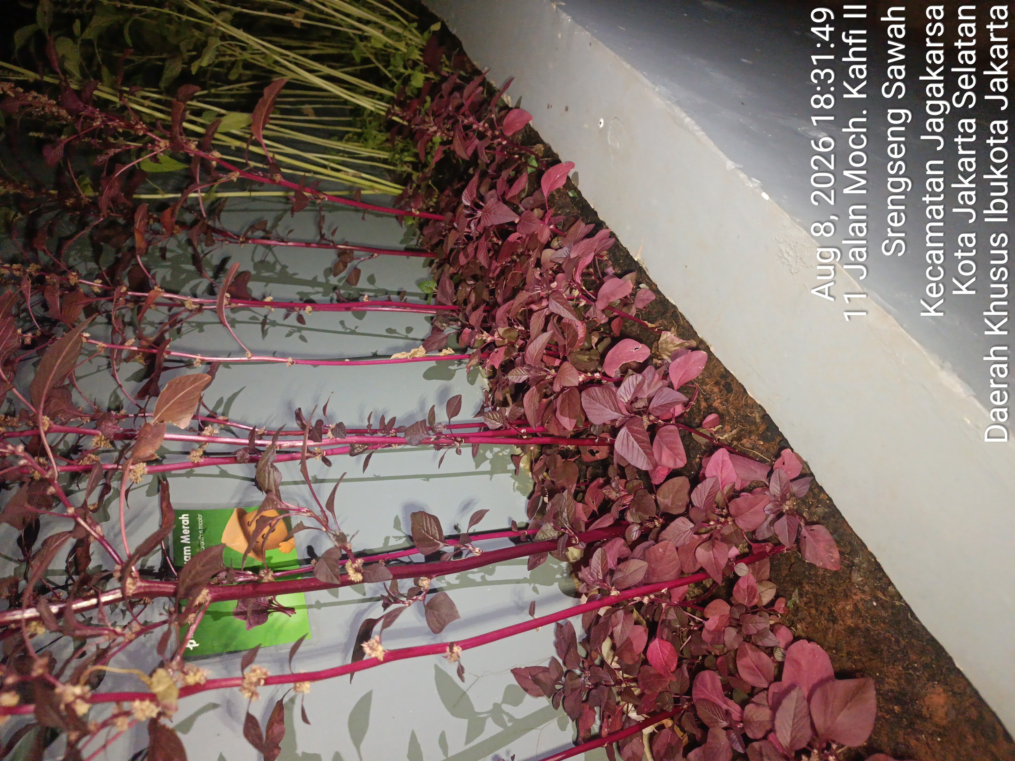 KEBUN SMKN 74 JAGAKARSA JAKARTA SELATAN - Gambar 451